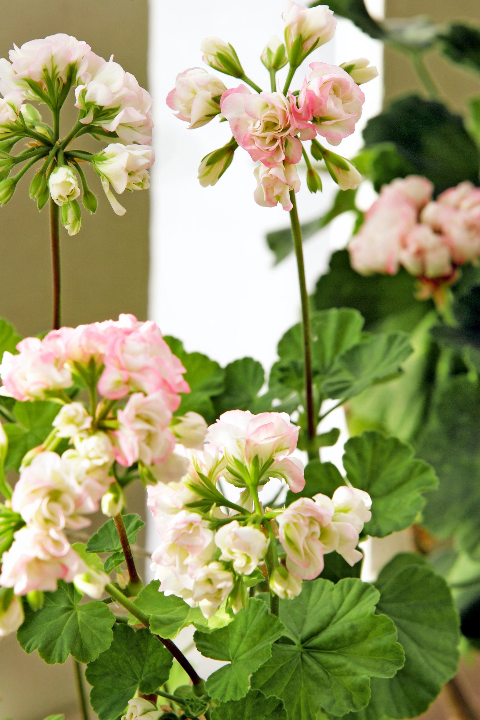 Appleblossom Rosebud