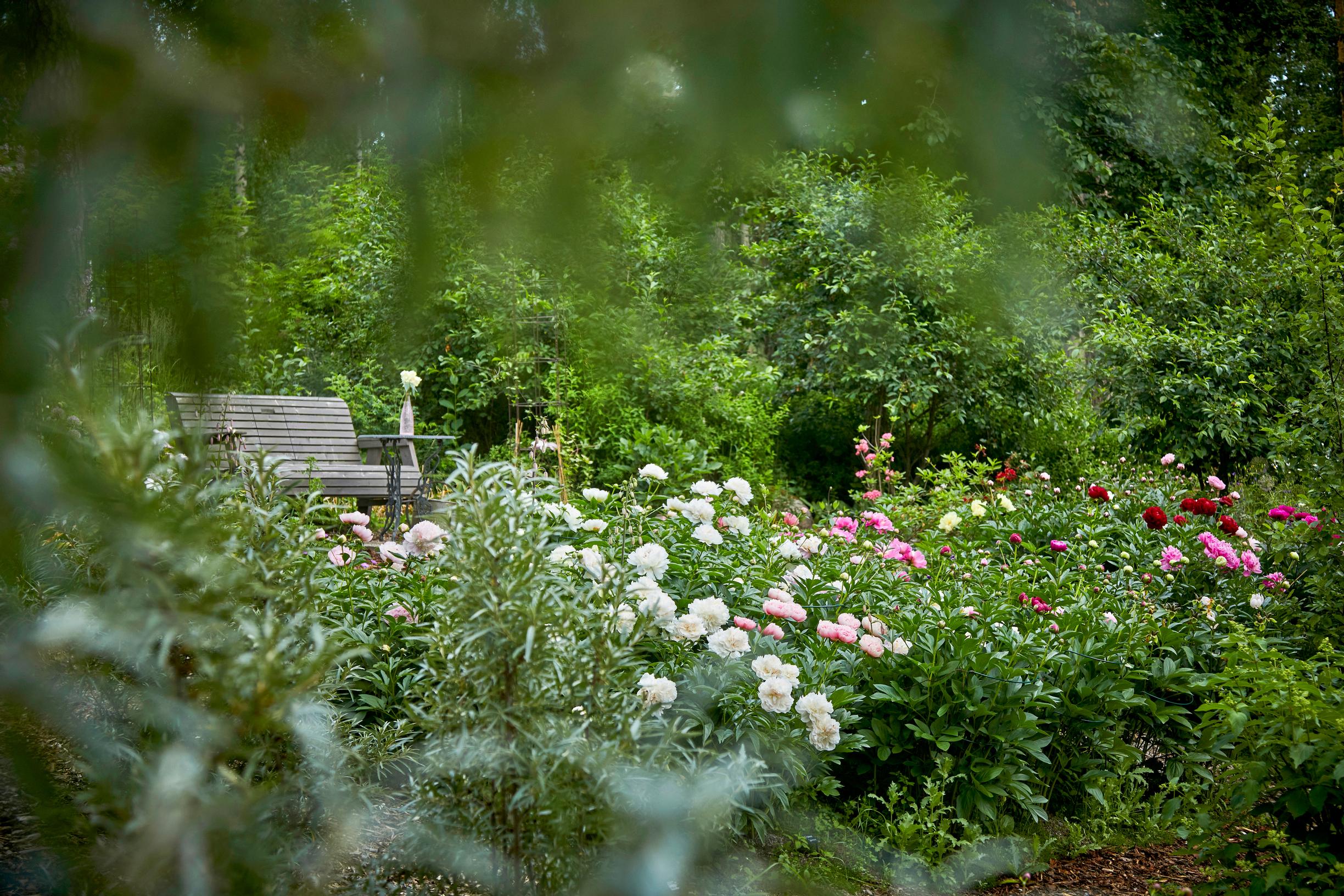 In front of the bench, ‘Angel Cheeks’ is blooming, while the white-flowered varieties in the foreground are ‘My Love’ and ‘White Frost.’