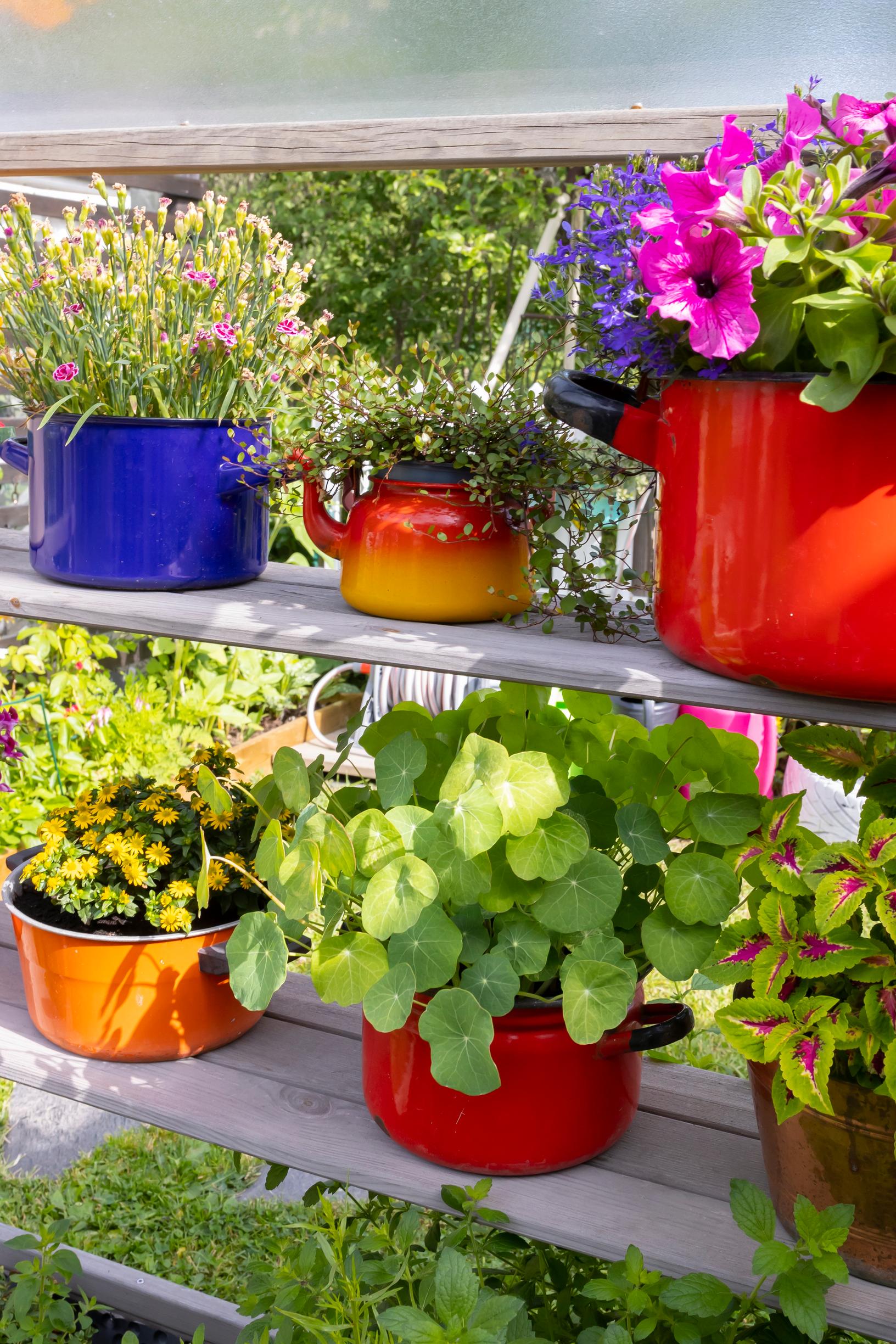 summer flowers planted in colorful metal pots and pans on shelves