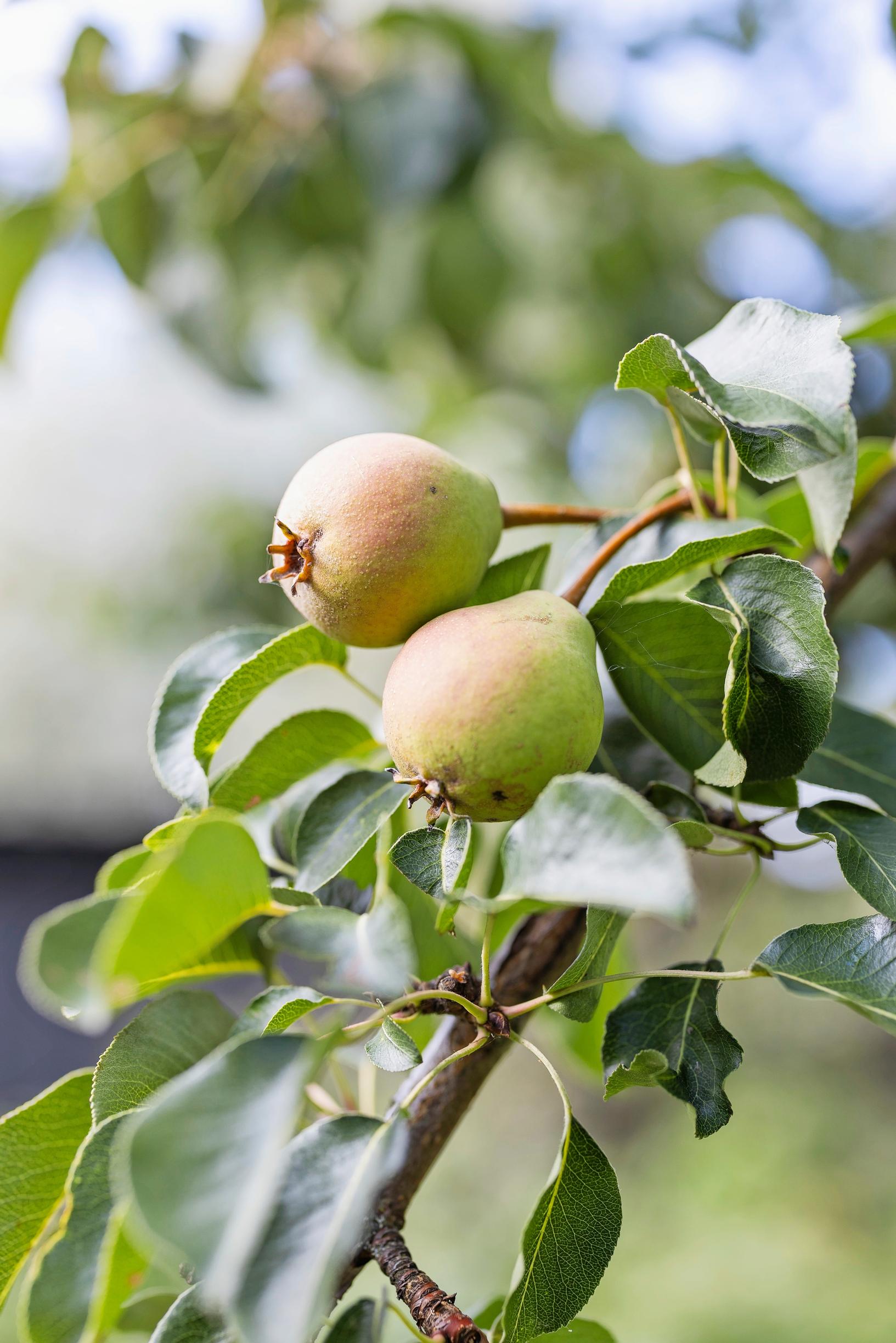 A 100-year-old veteran’s garden