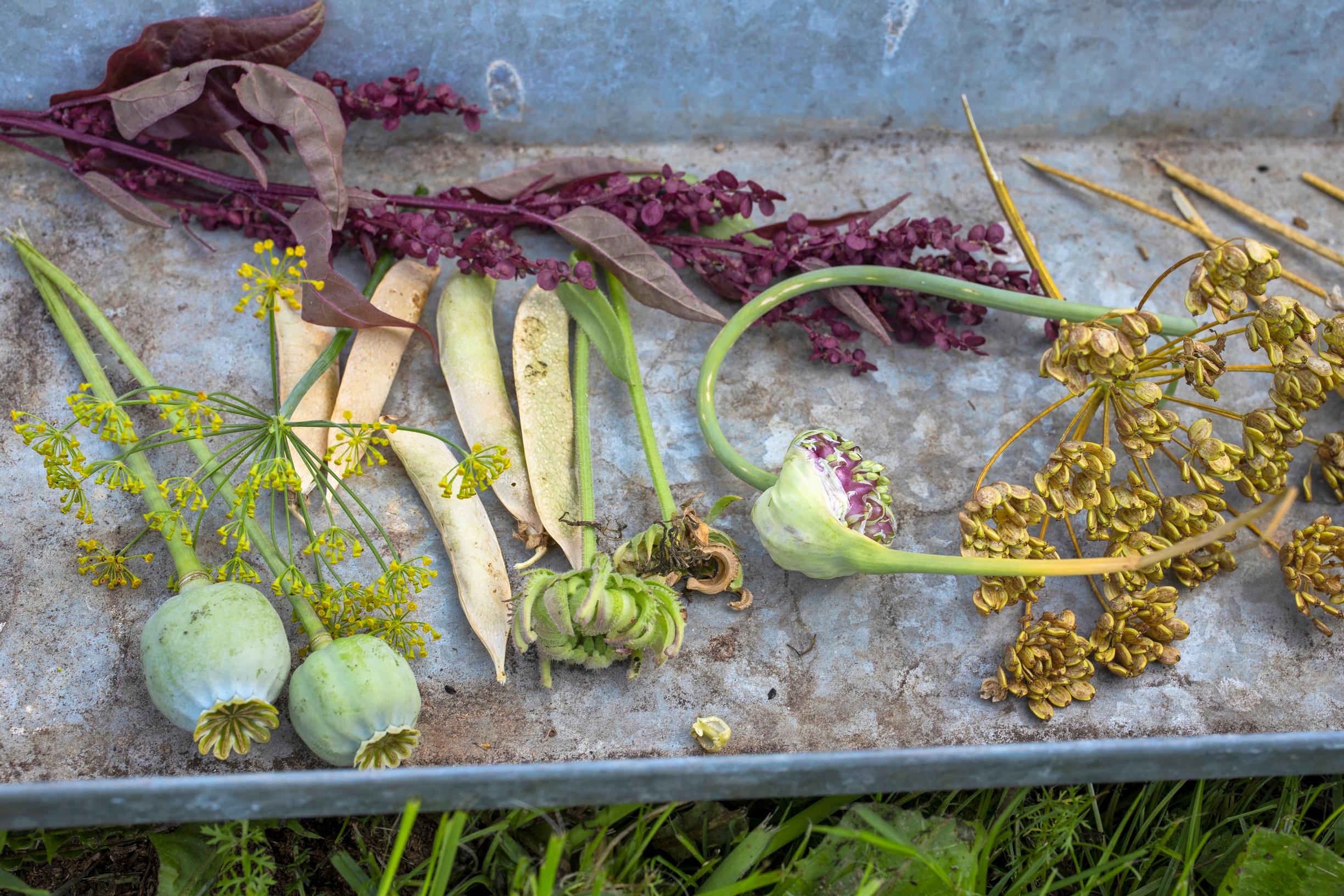 Seeds of poppy, peas, calendula, and garlic.