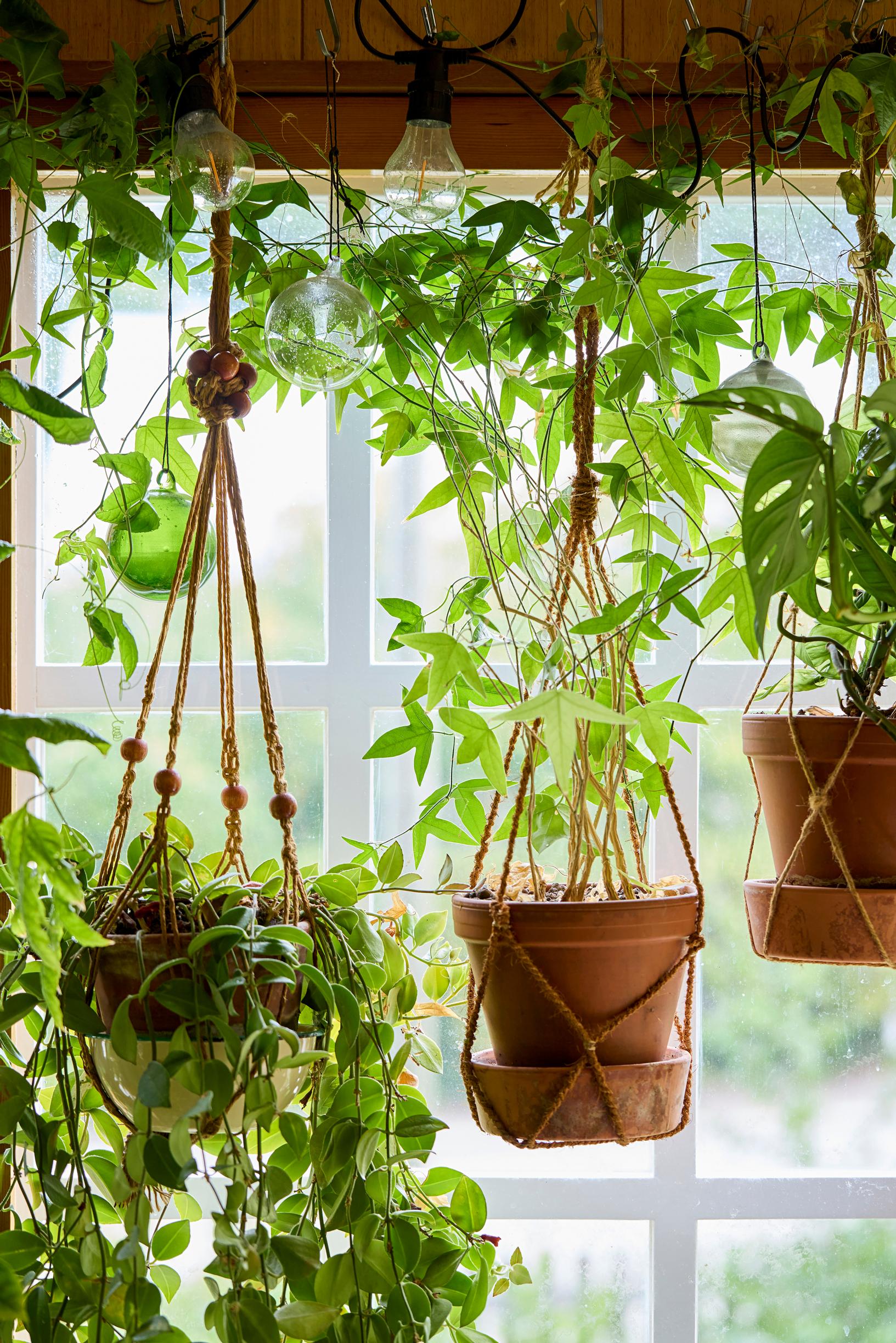 The climbing passion fruit easily takes over.