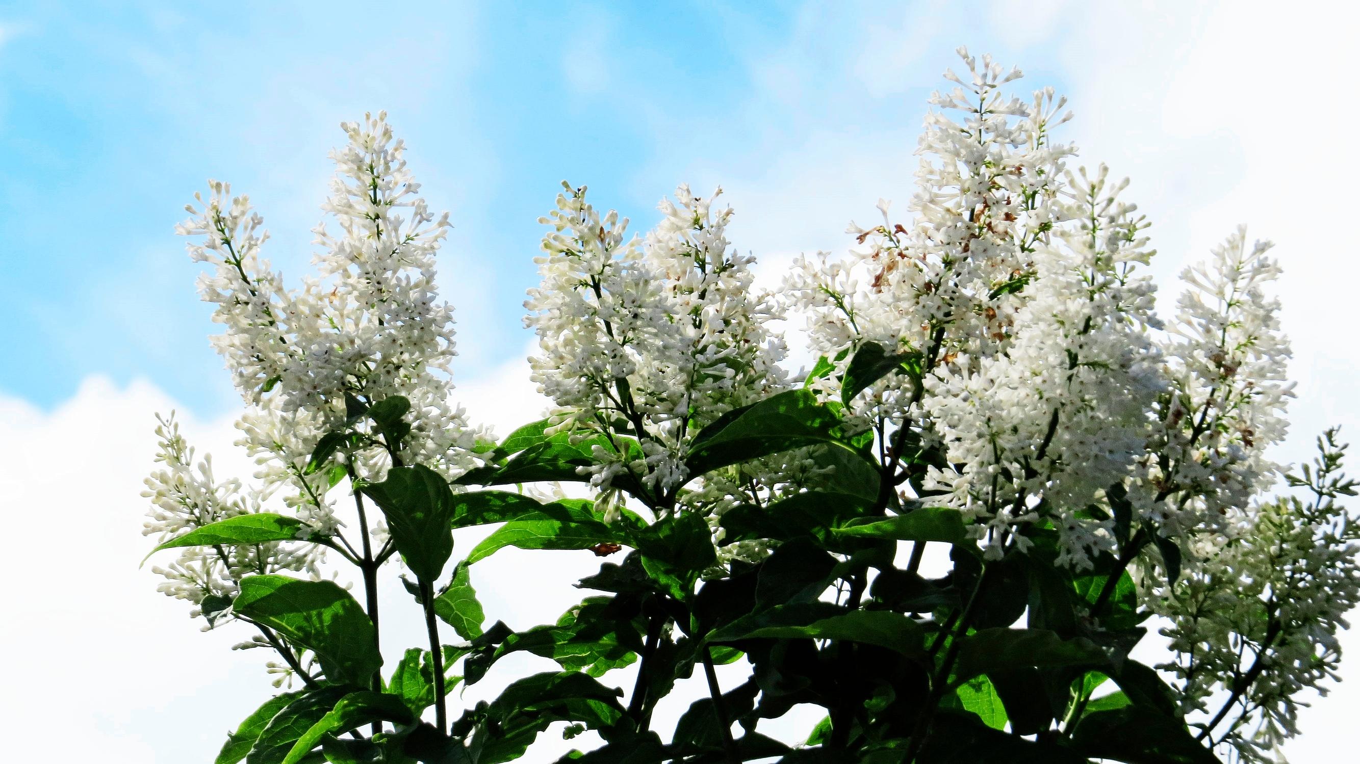deer-resistant plants