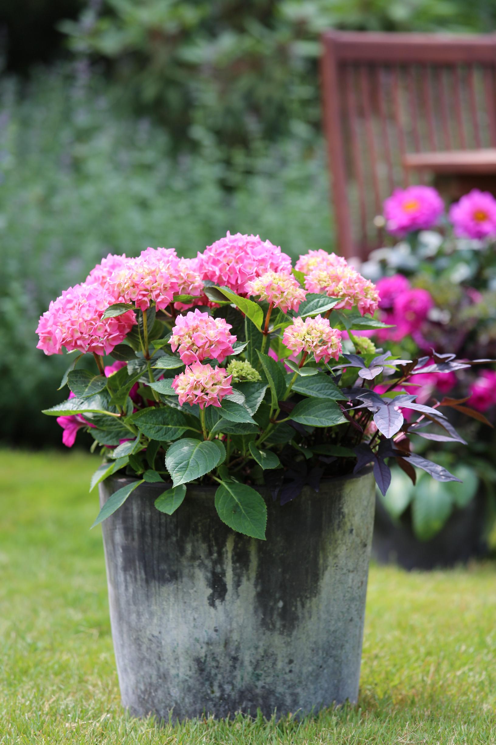 Caring for hydrangeas