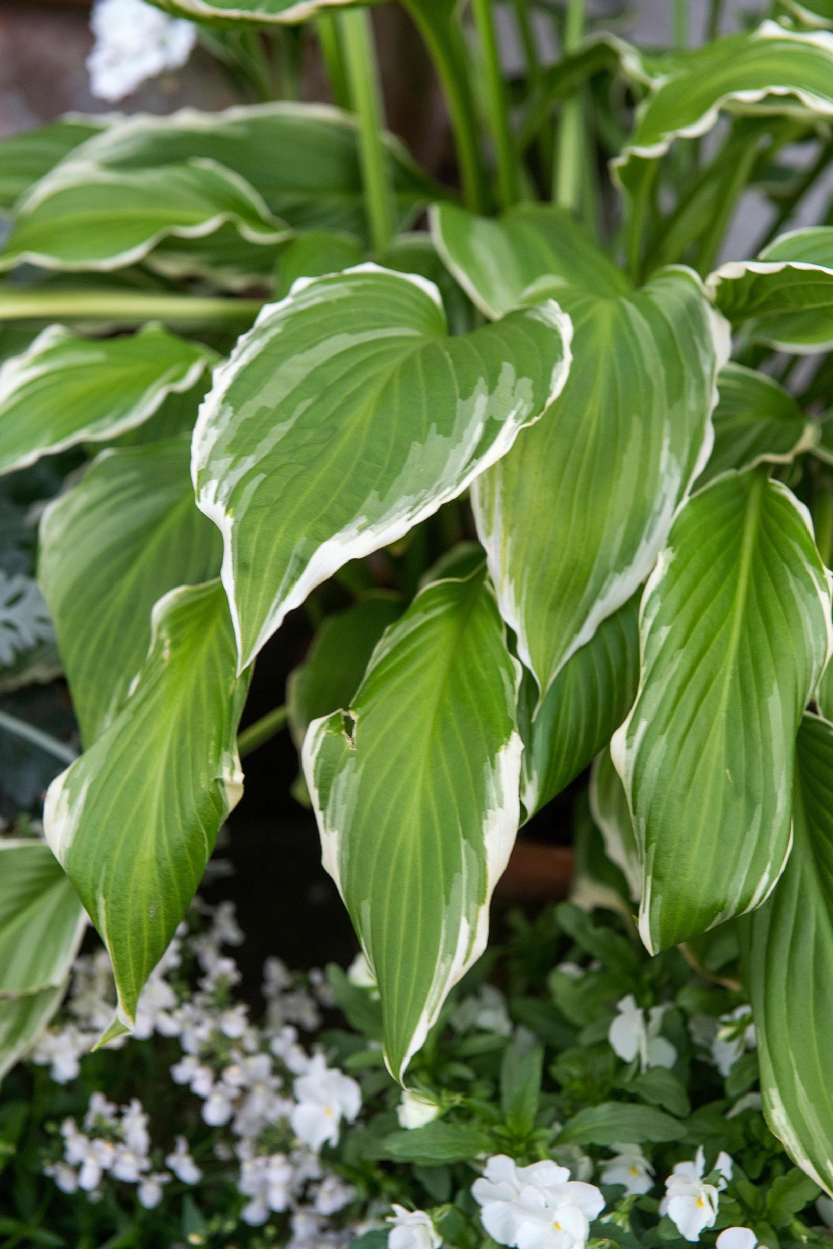 The hosta ‘Francee’ in Claus Dalby’s garden