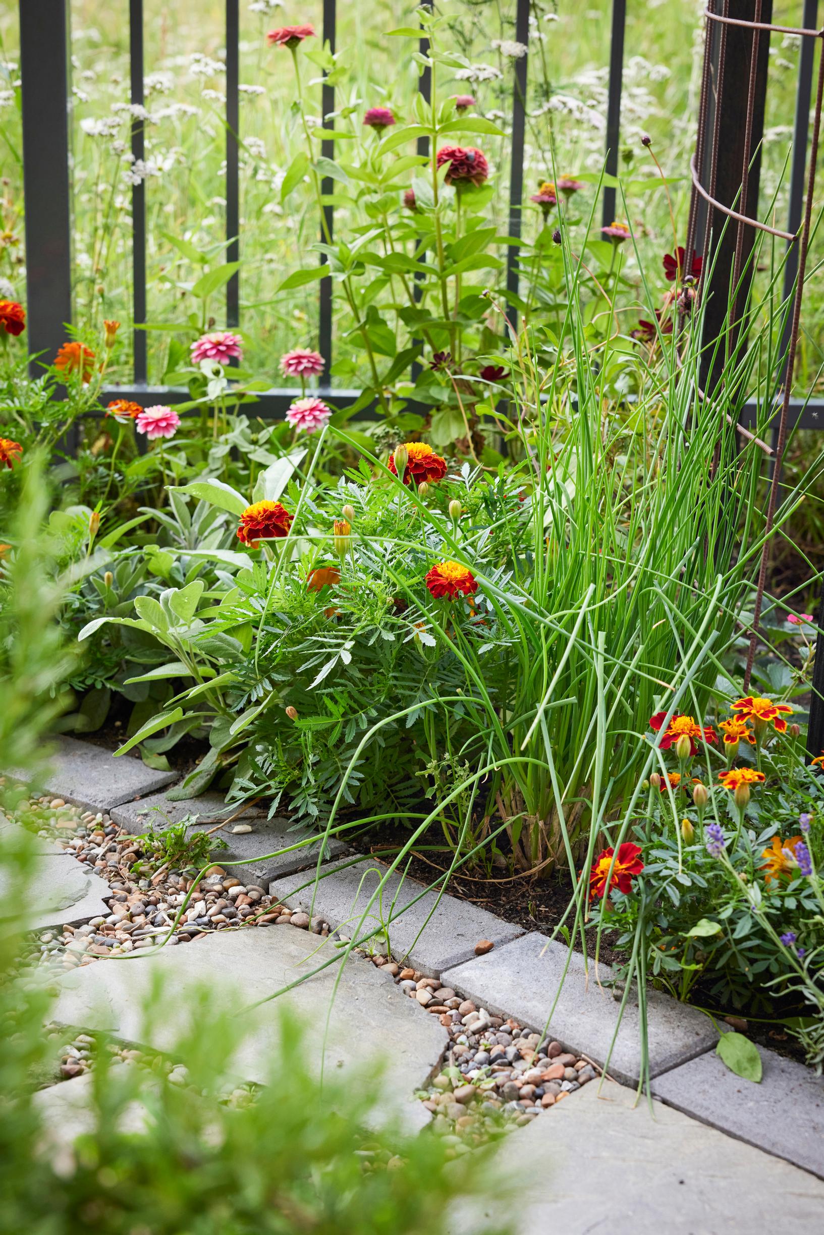 Signet marigolds, zinnias, chives, and sage in Hannele’s garden.
