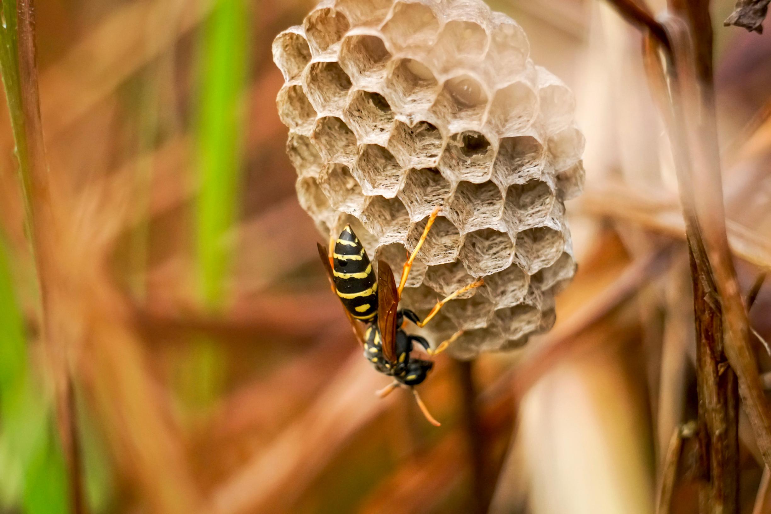 a wasp on a cell, head down