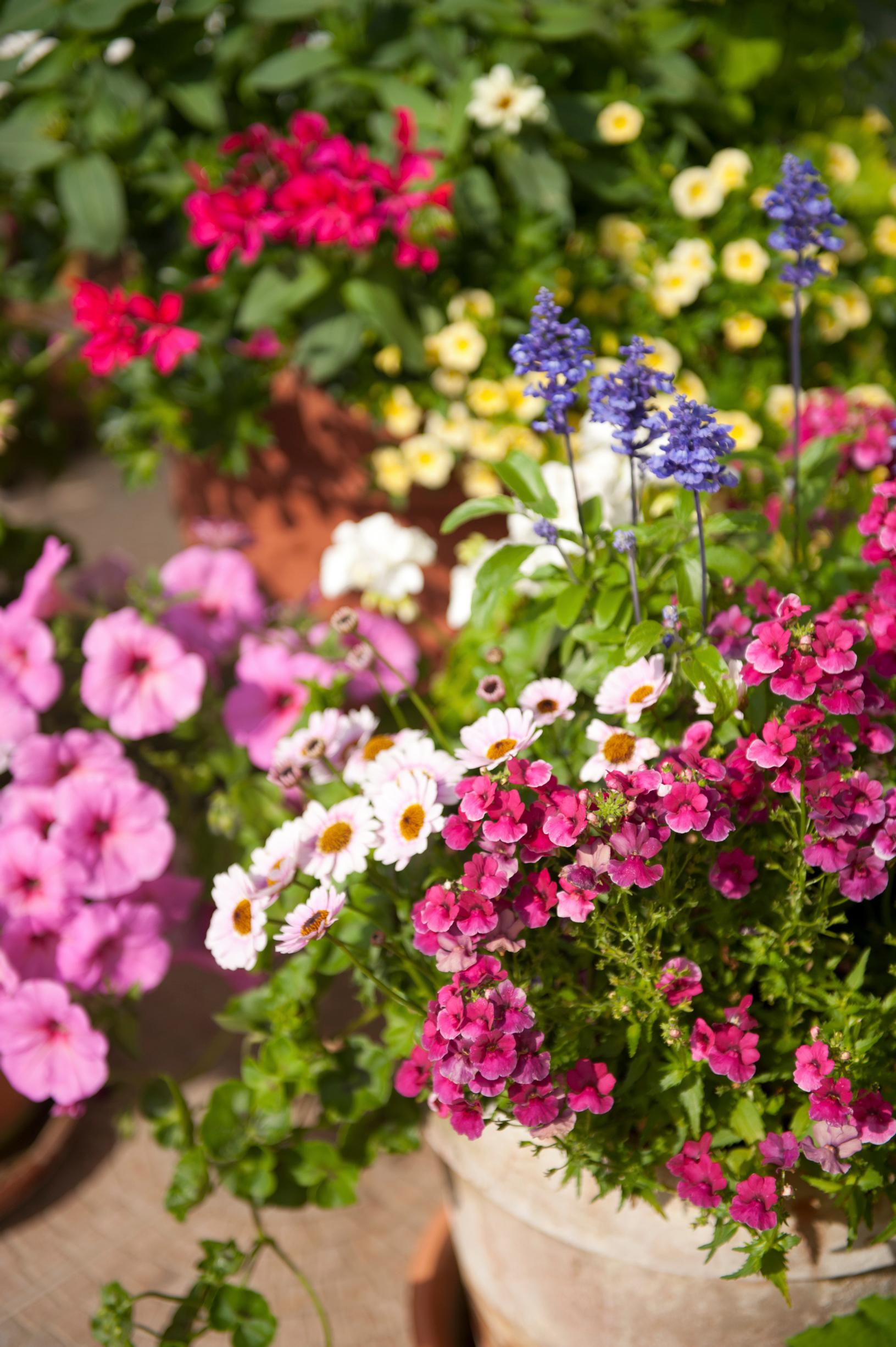 mealycup sage, glorybower and marguerite daisy.