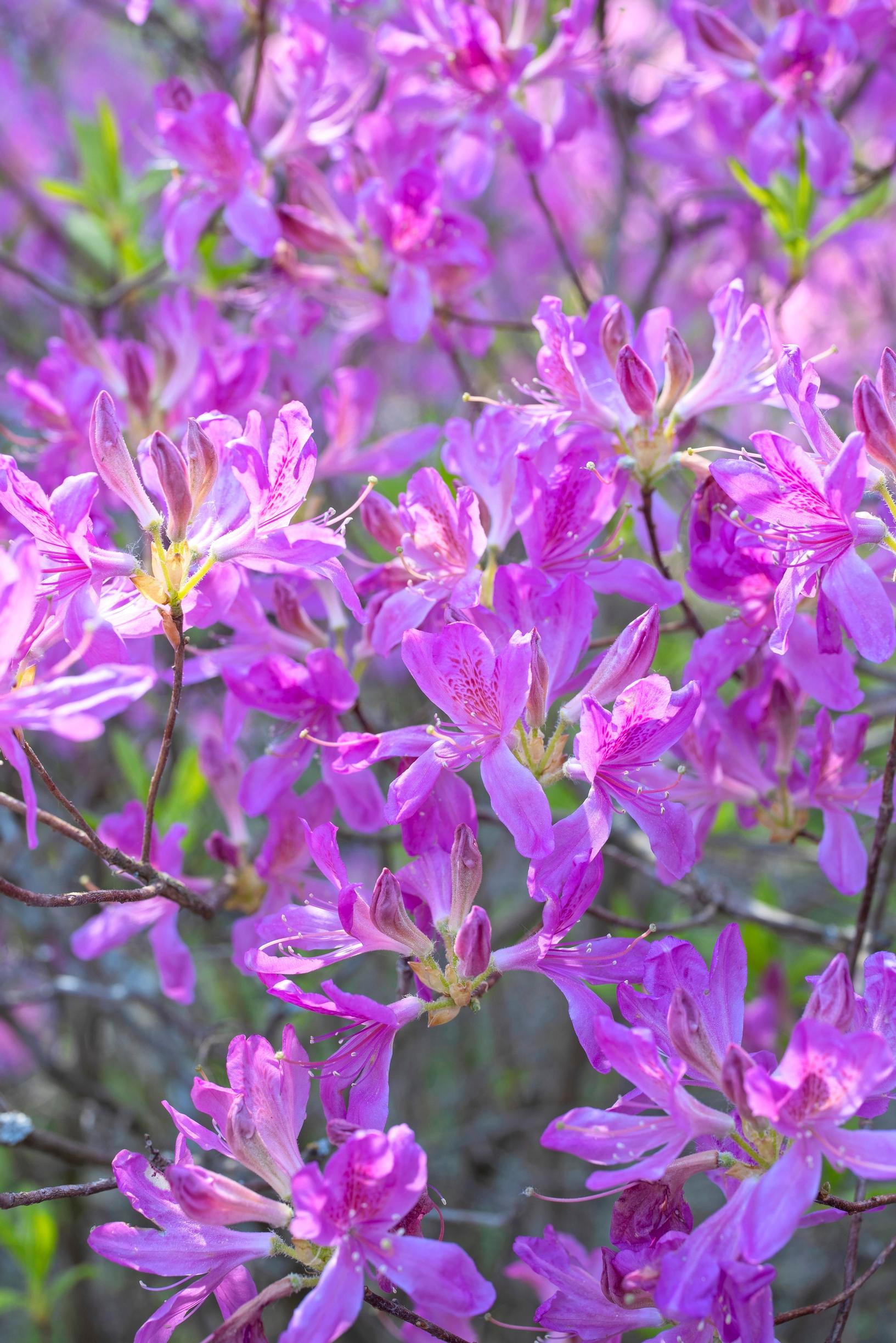 Azaleas
