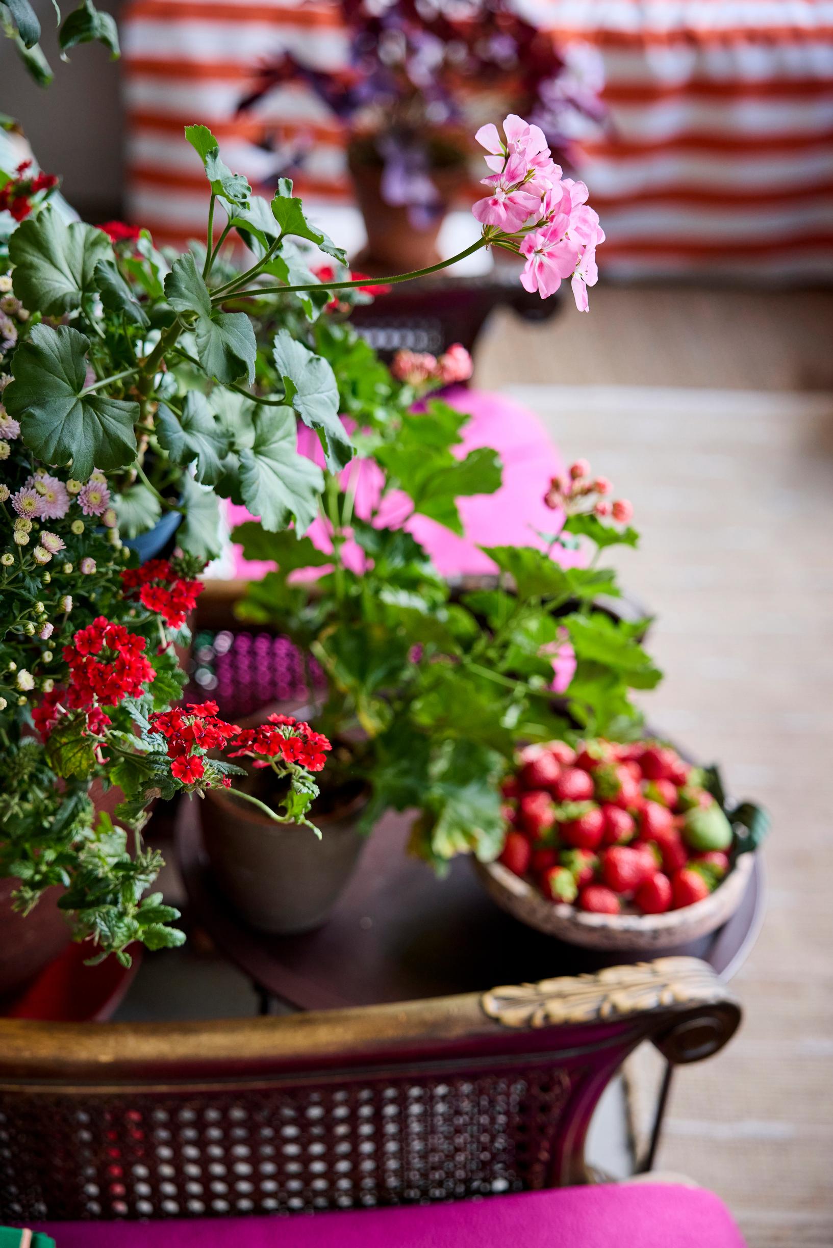 Interior designer’s balcony: verbena
