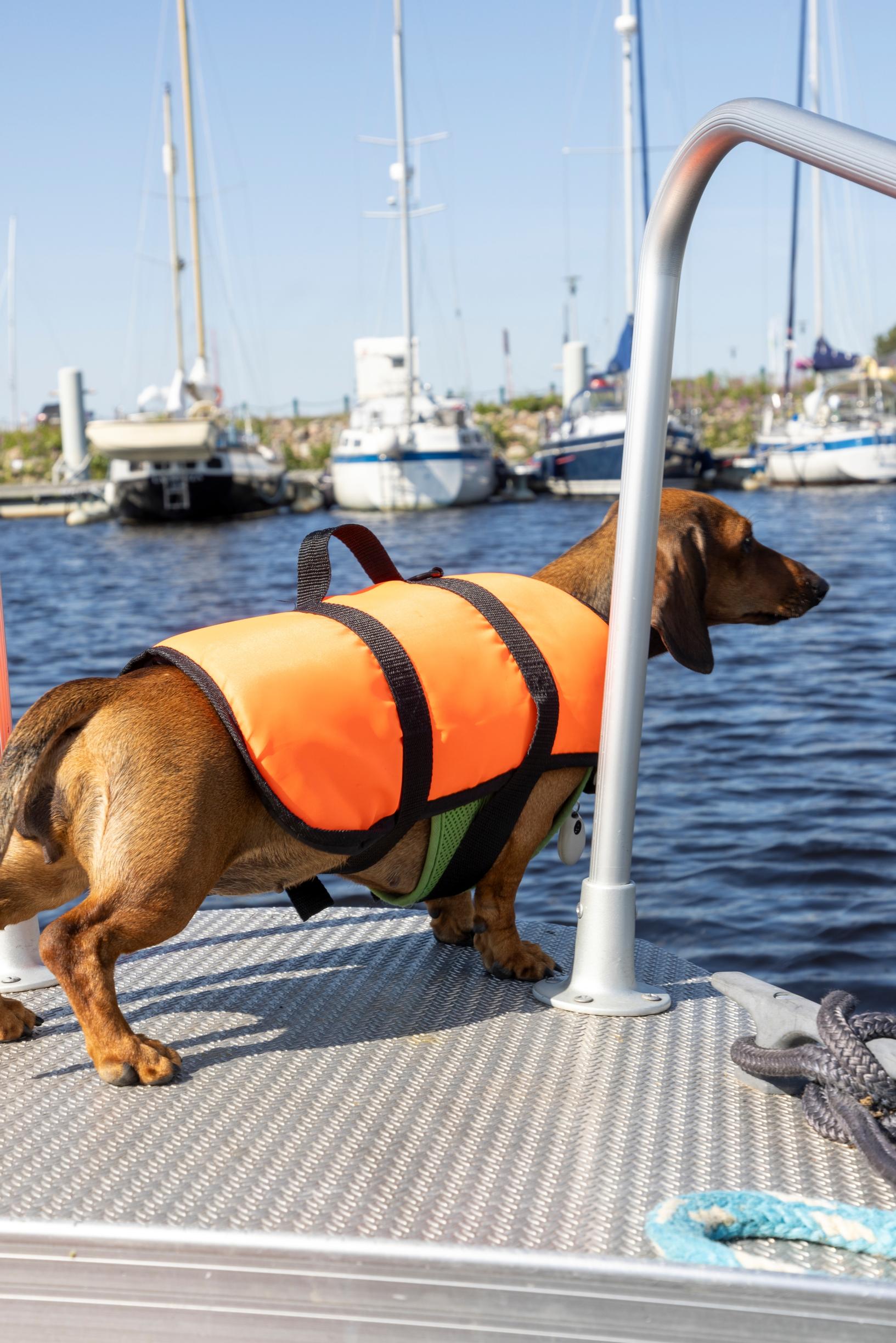 Marita and Eki’s dachshund Muru in the boat