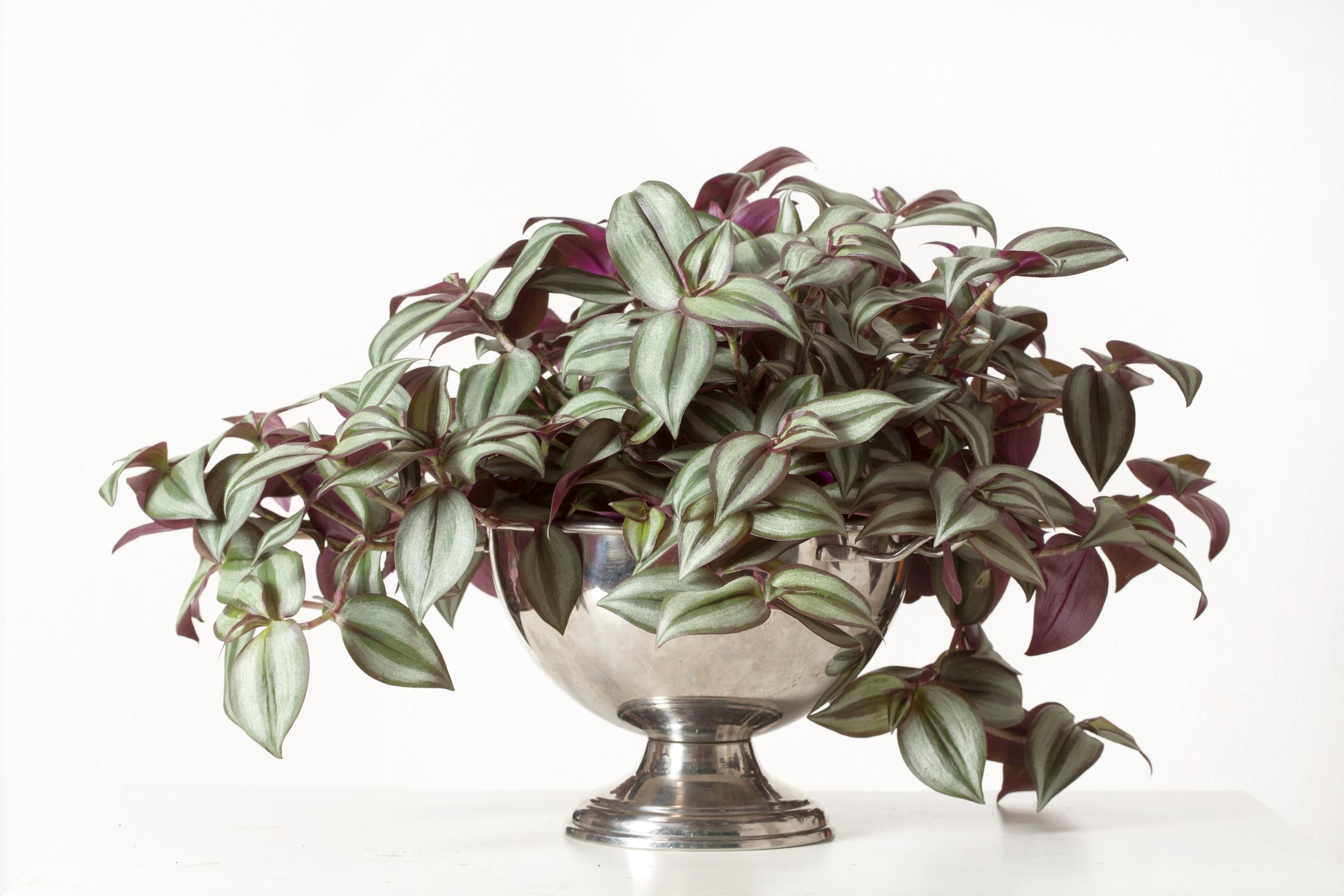 Inch plant care: how to grow and maintain this fast-growing, easy houseplant