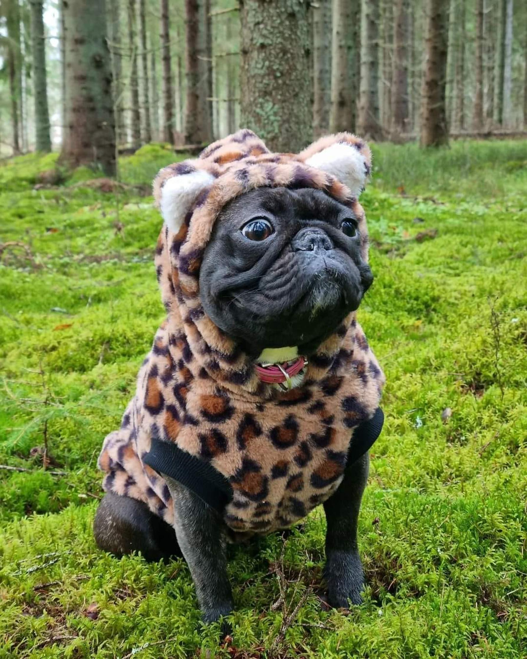 Amanda the French Bulldog