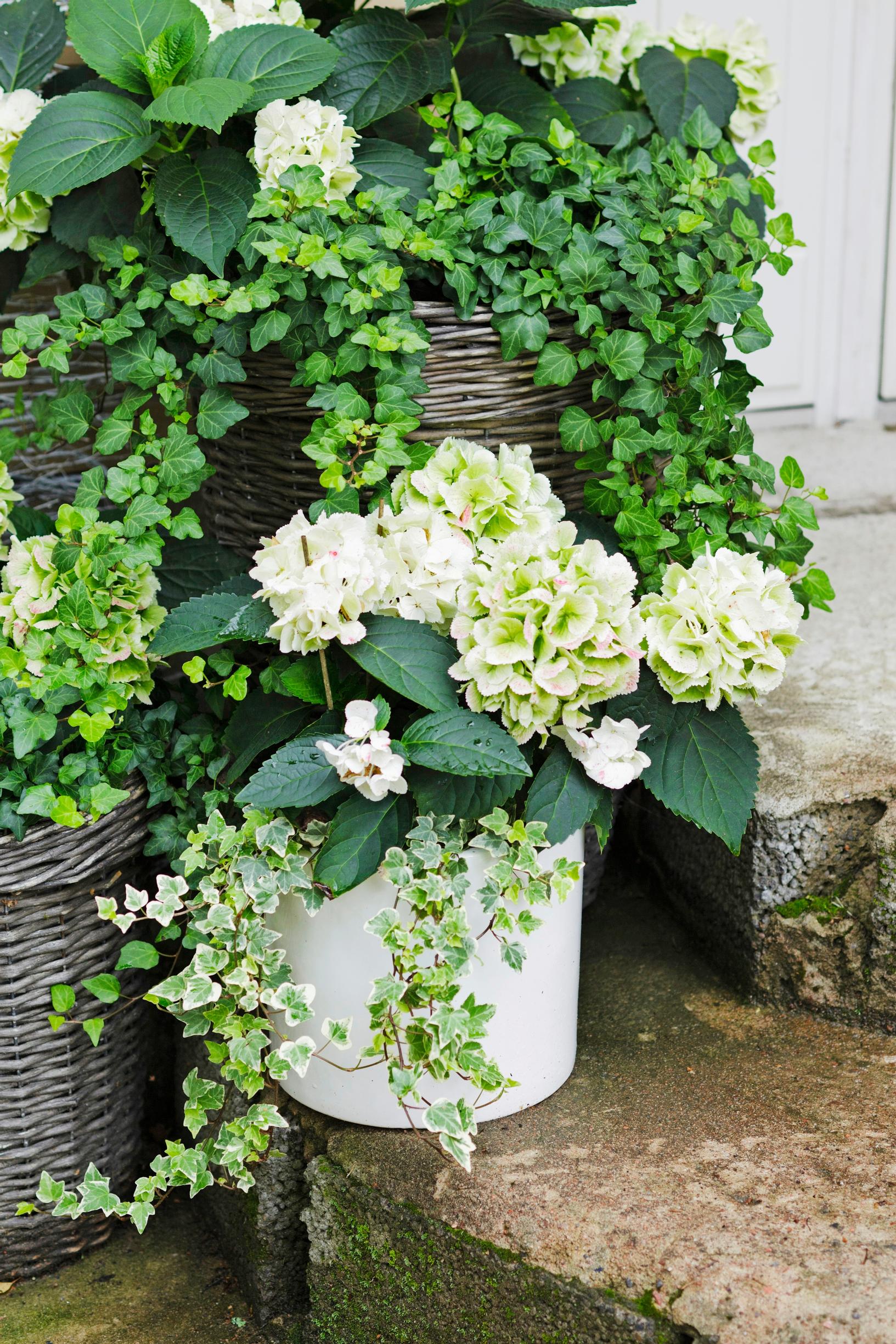 inspiration for summer flower plantings
