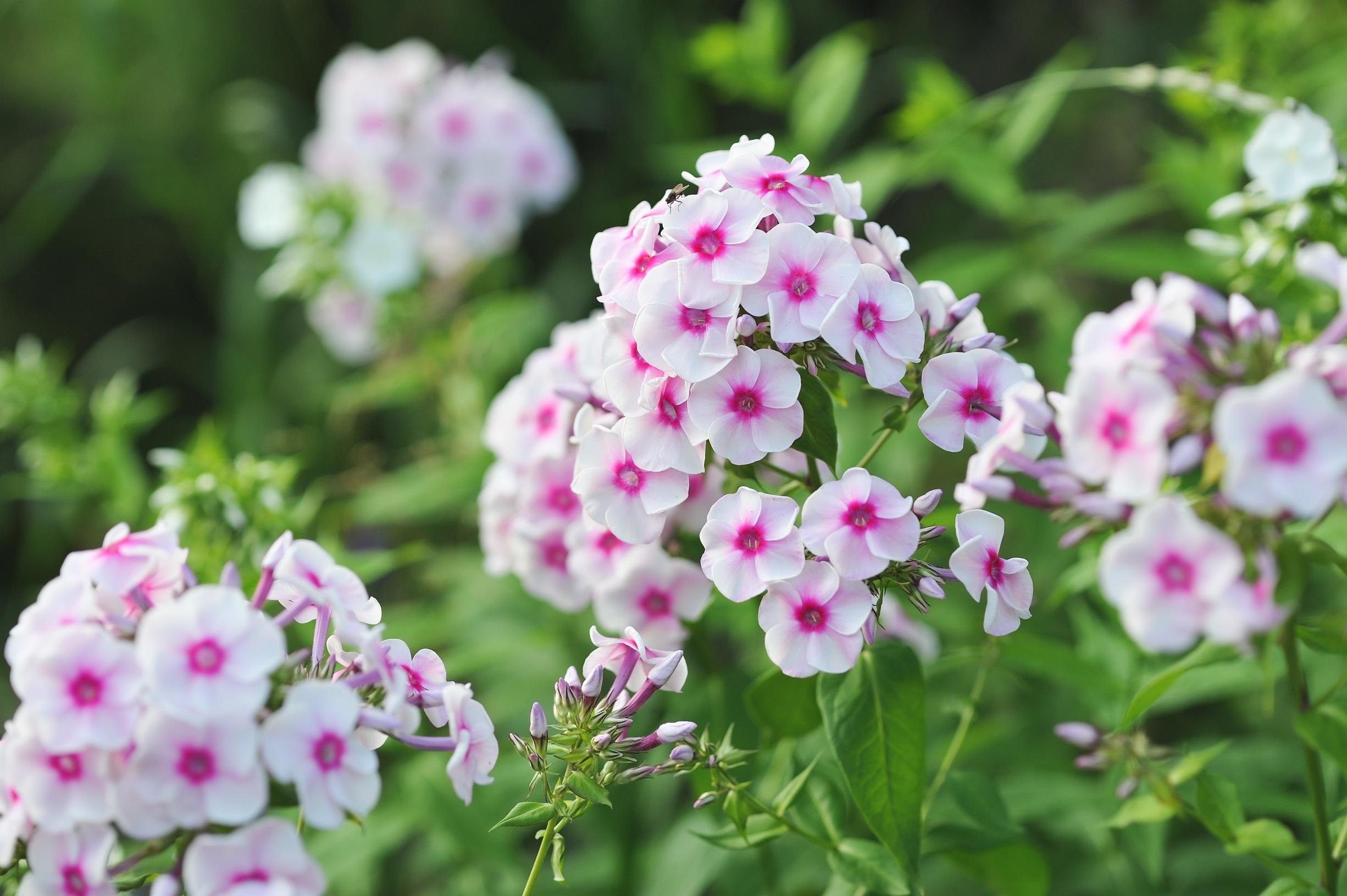 light pink autumn phlox