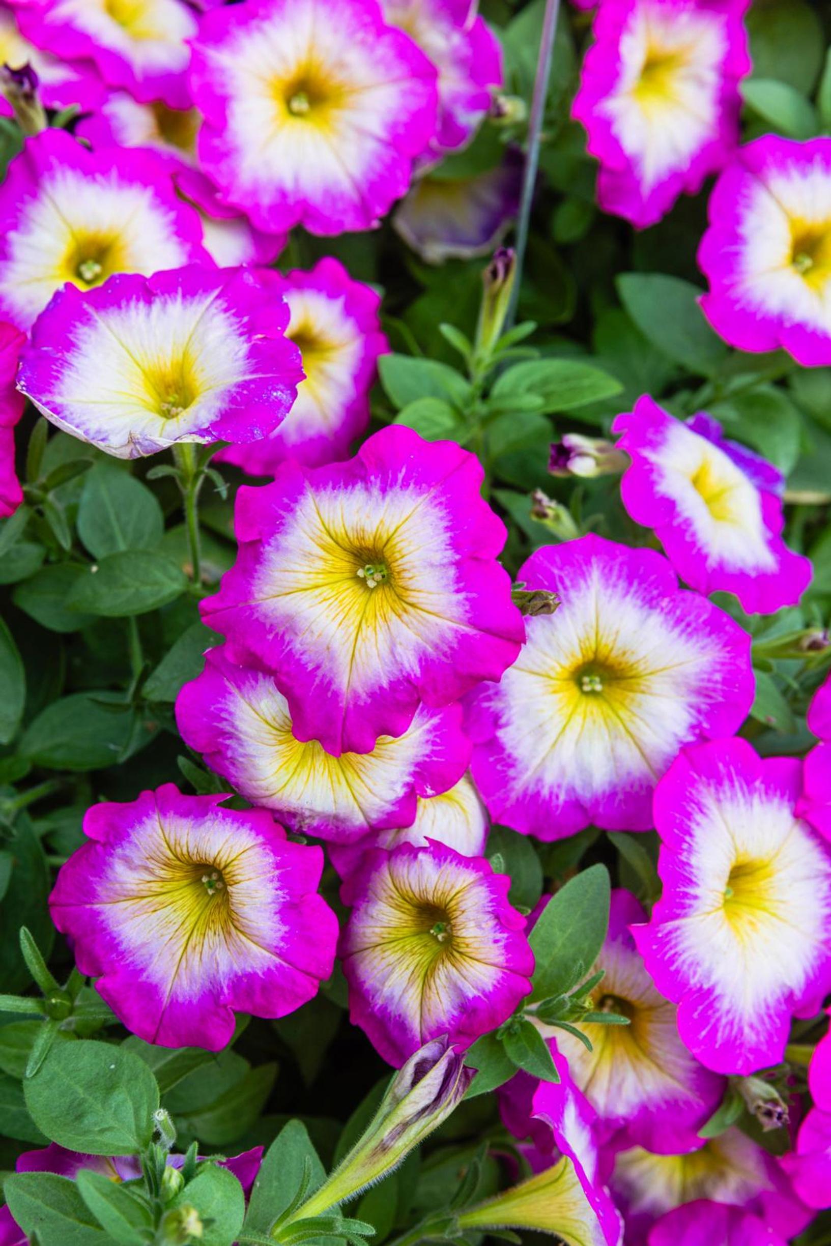 Three-toned petunia