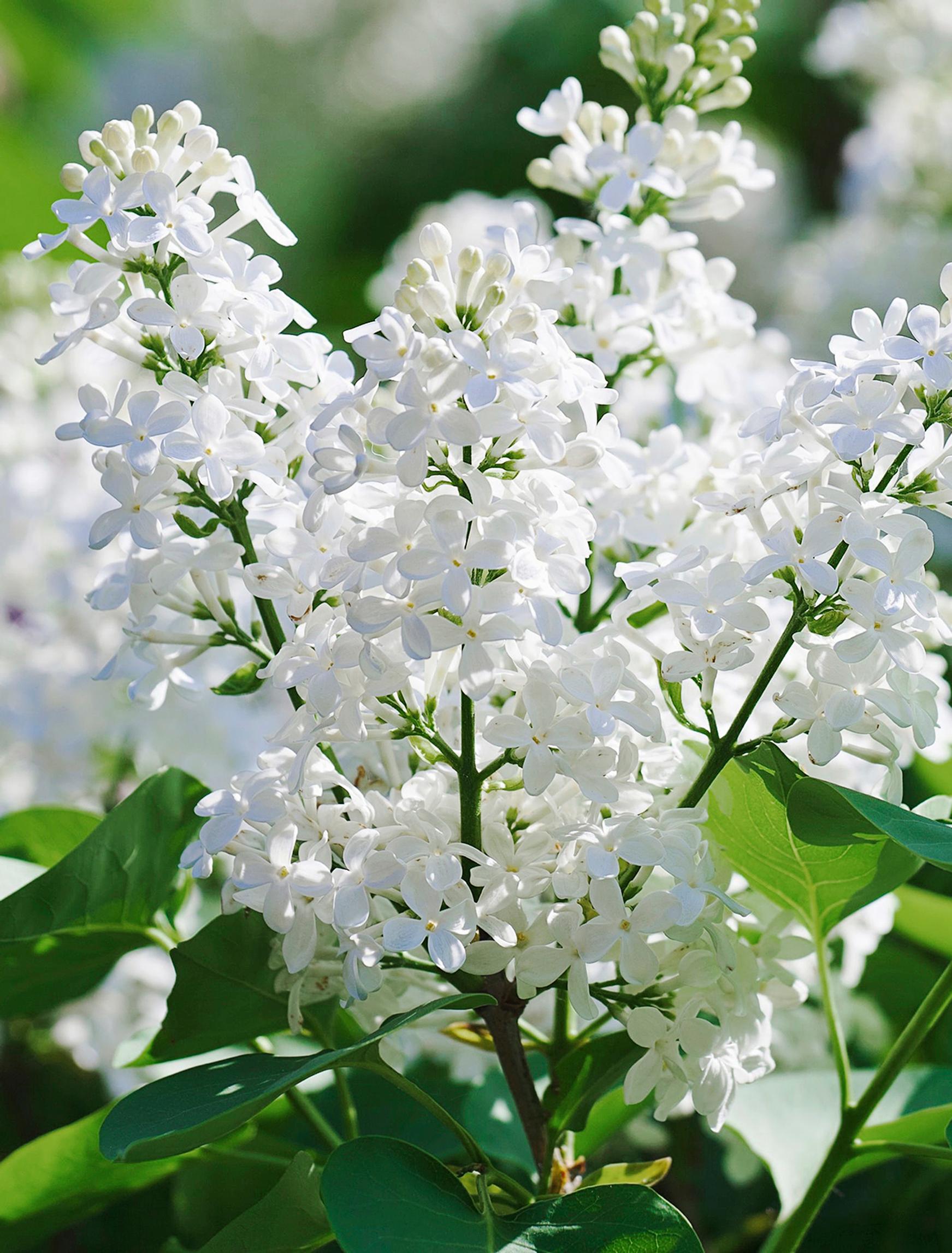 Lilac care: White Lilac