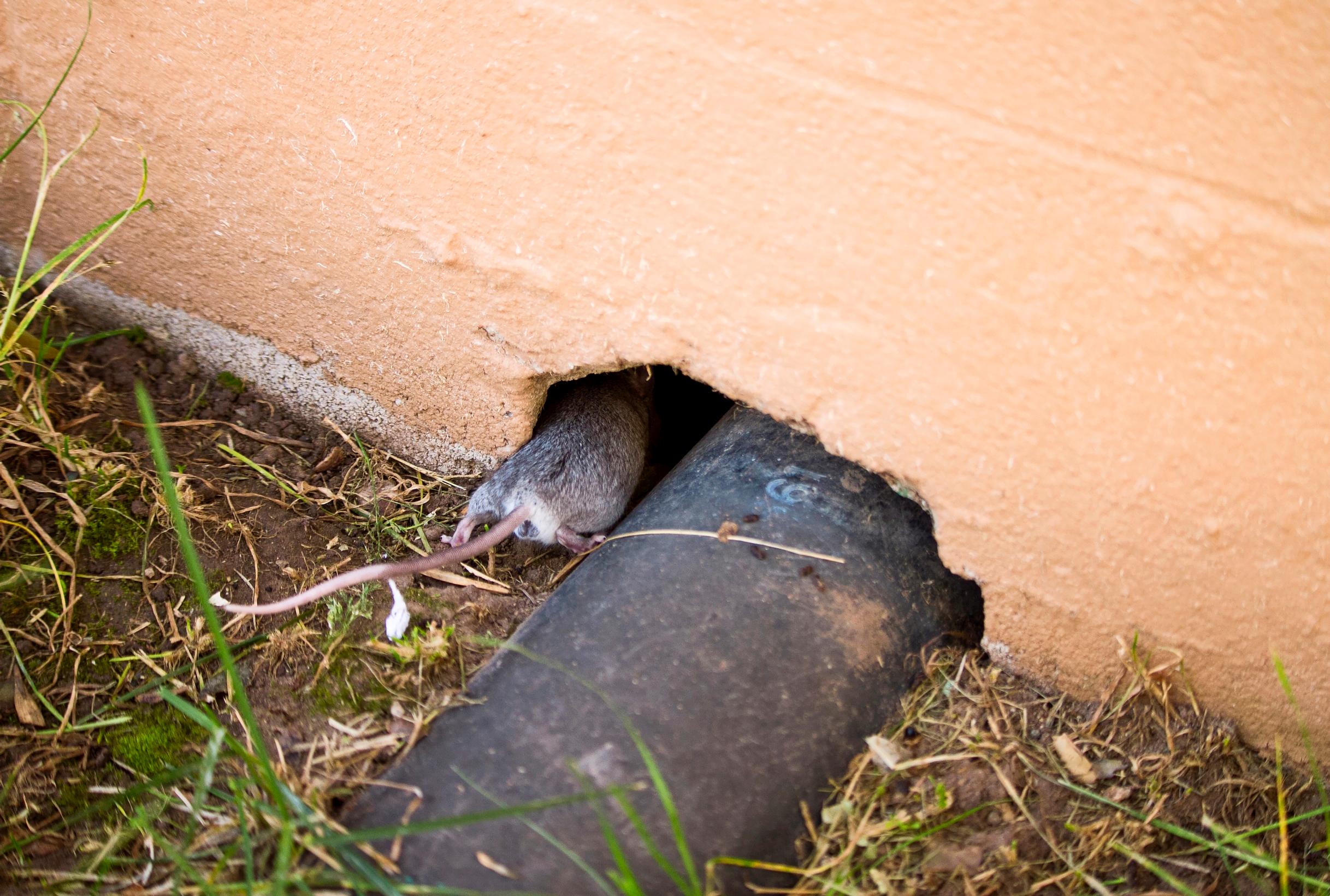 A mouse slipping in through a gap in the foundation