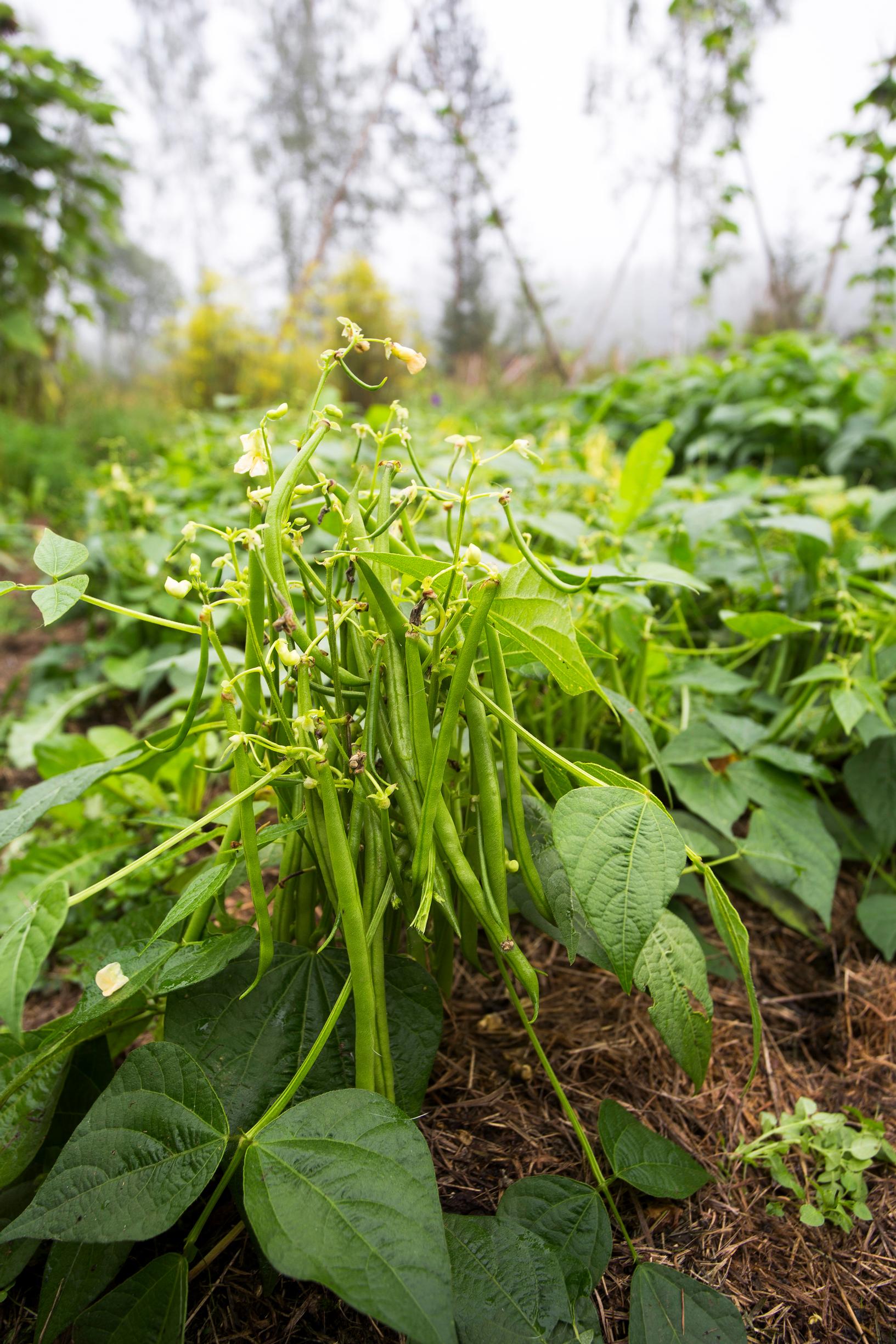 Bean varieties: French bean ’Mascotte’