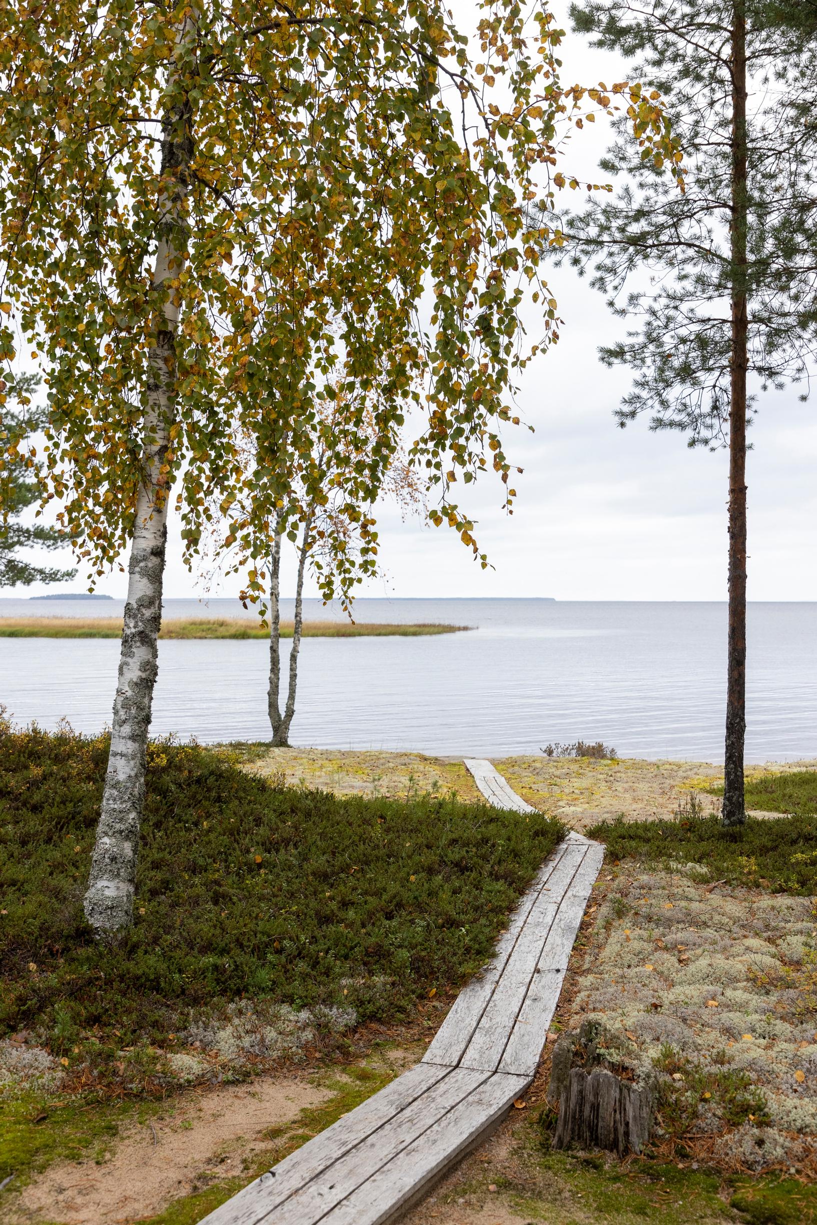 Boardwalk planks lead to the lakeshore, with a birch tree and an island in the distance