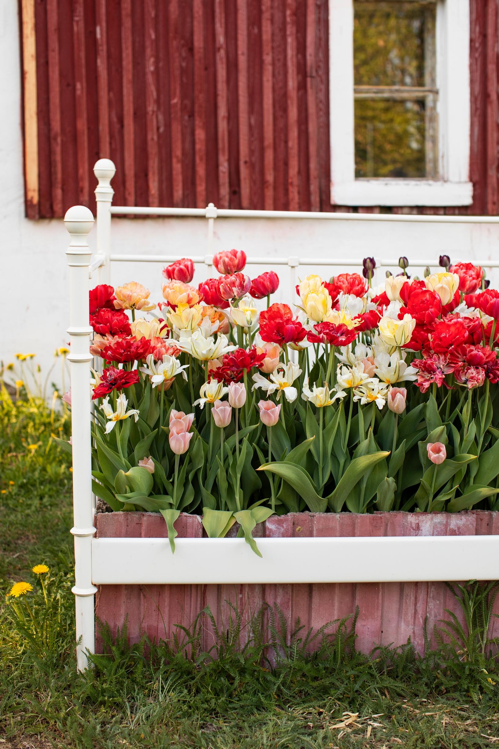 Tulip farming – growing cut tulips: tulips in an old bed frame