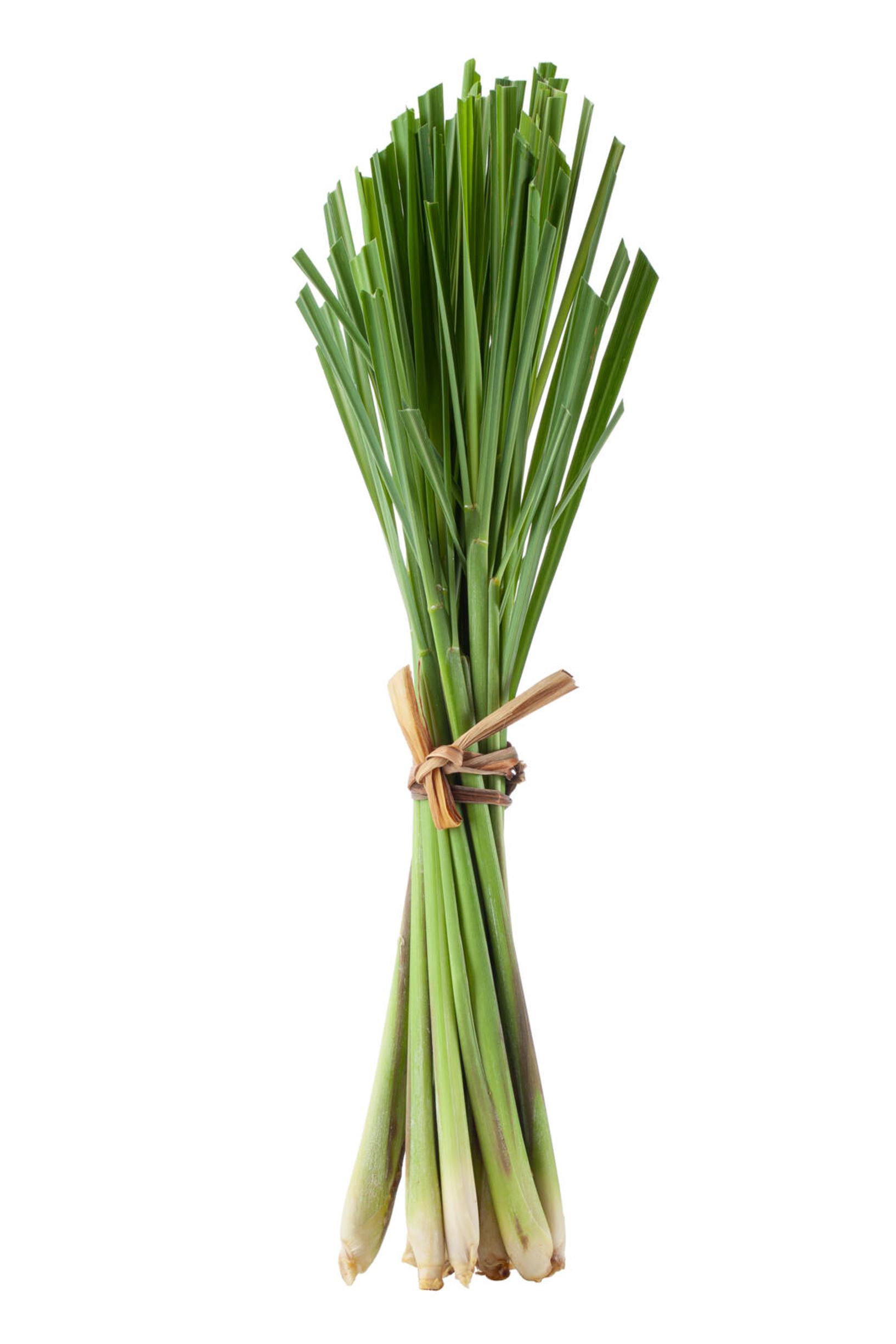 Growing lemongrass