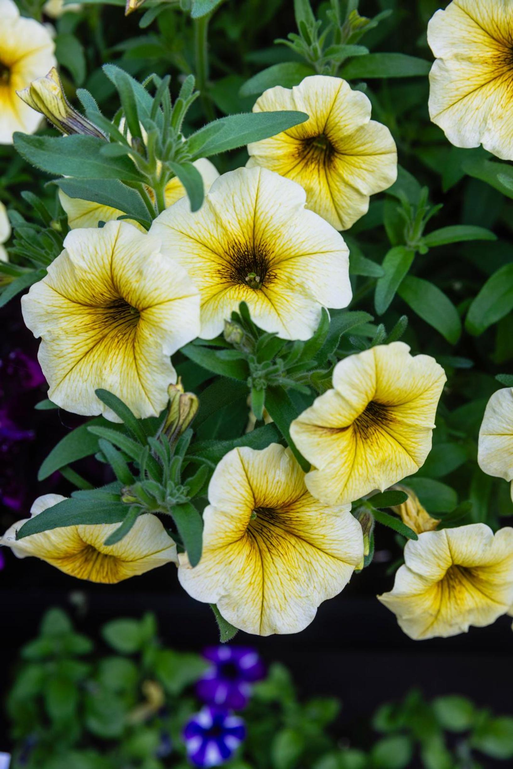 Yellow petunia