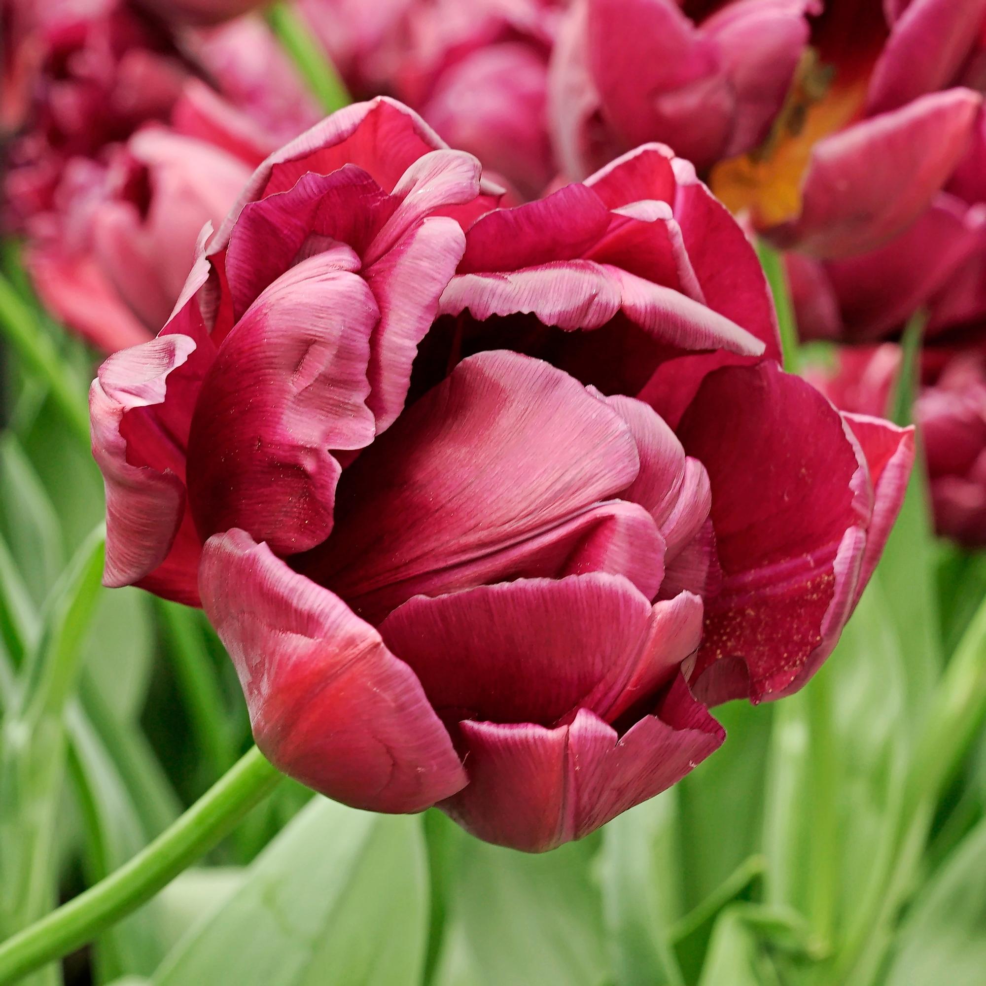 Multiflowering tulips: peony tulip ‘Alison Bradley’