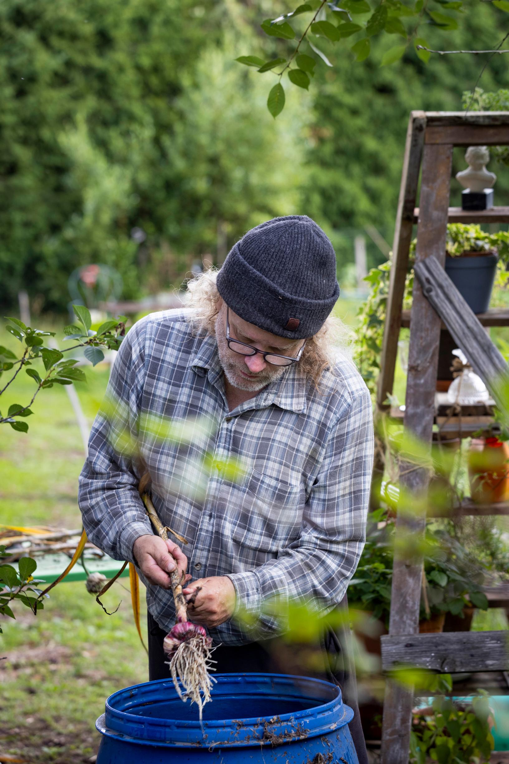 During harvest, Torsten removes two of the outermost leaves.