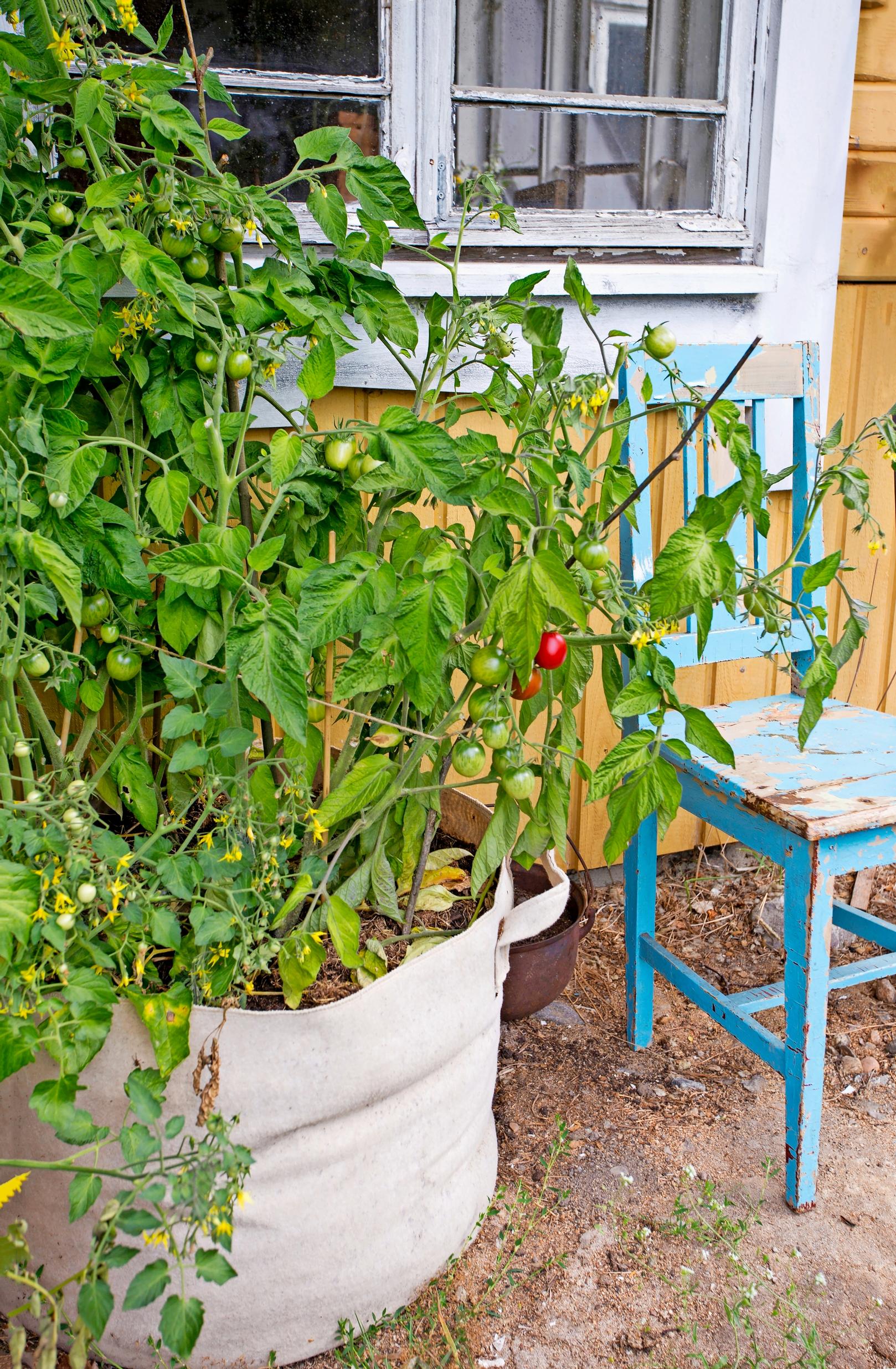 mycorrhiza: tomato growing in a bag