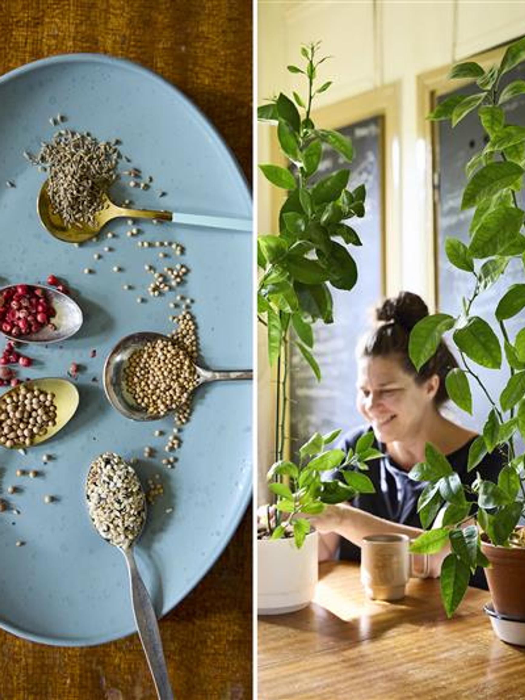 Houseplants from passion fruit, blood orange, sweet potato—and even sesame seeds! Astonishing houseplant experiments