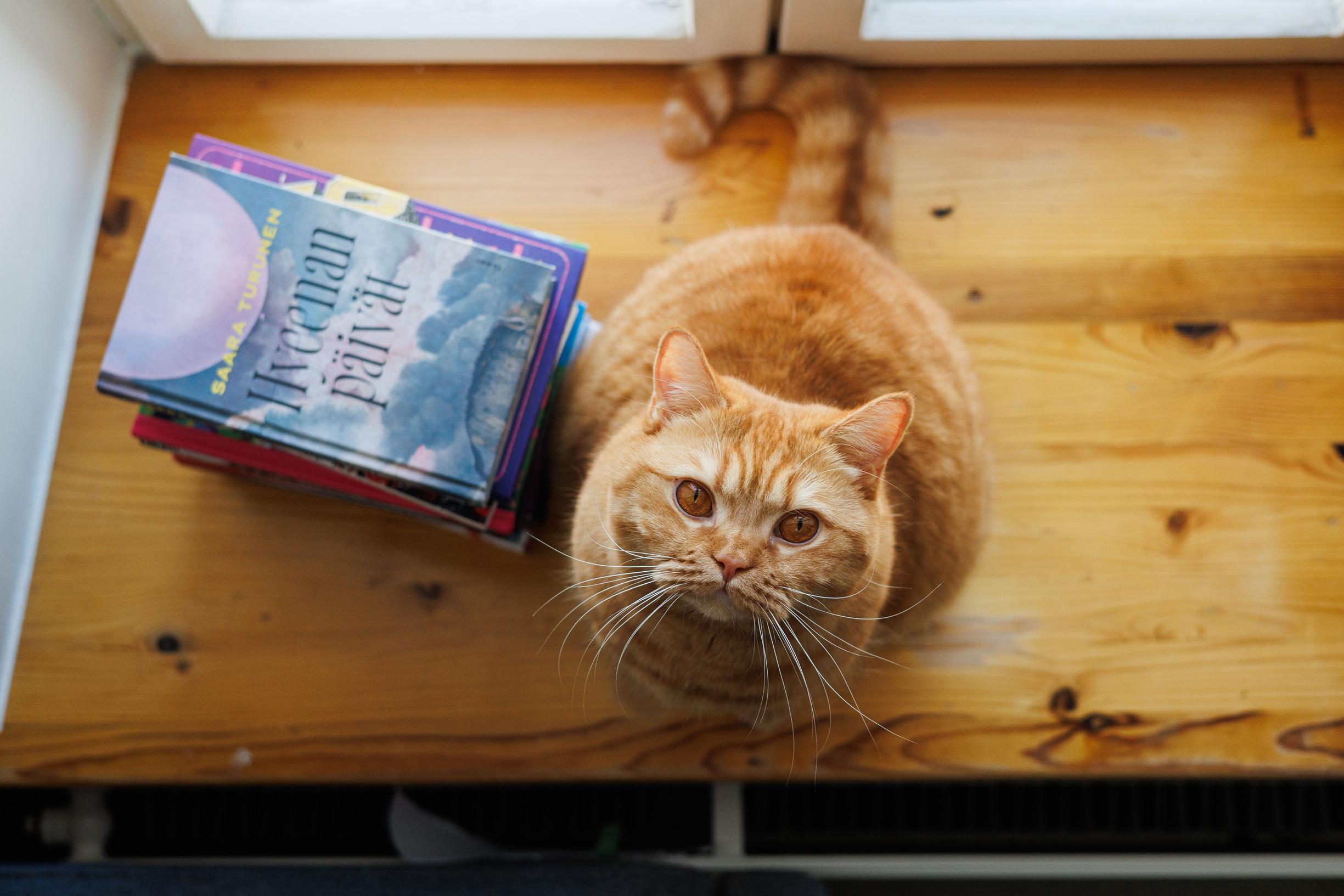 Aila the cat on the windowsill