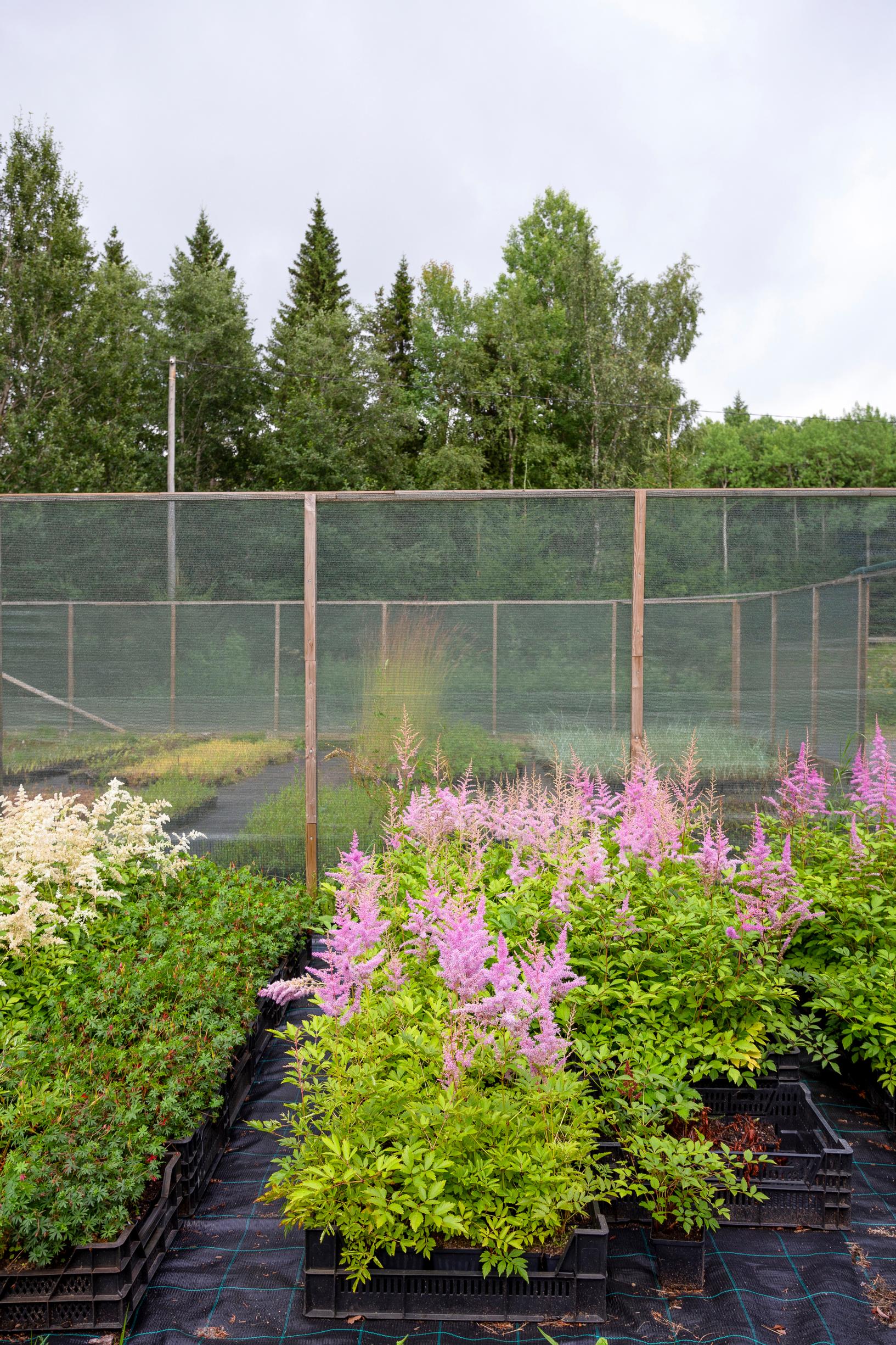astilbe 'Gloria'