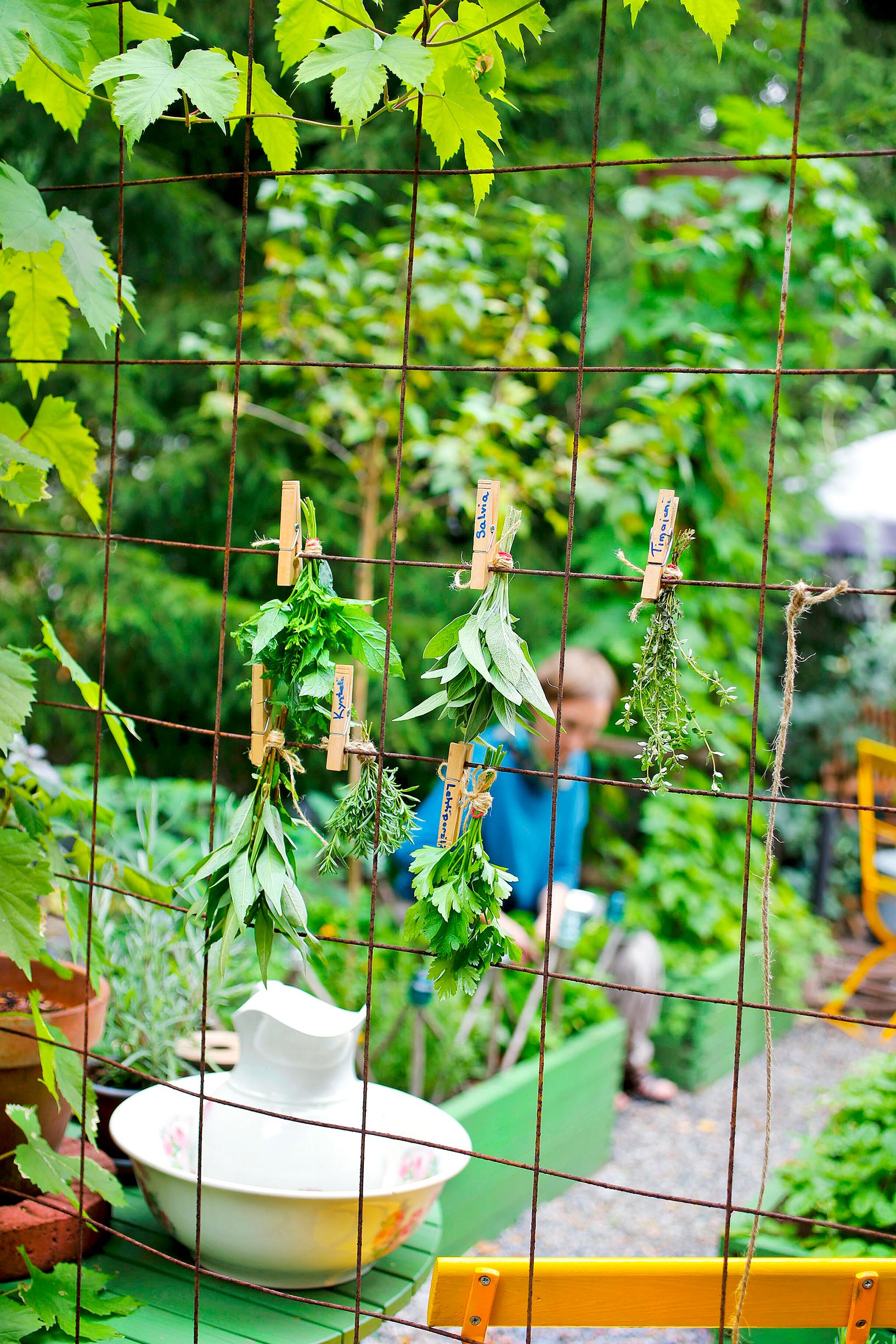 Herbs drying on a rebar fence