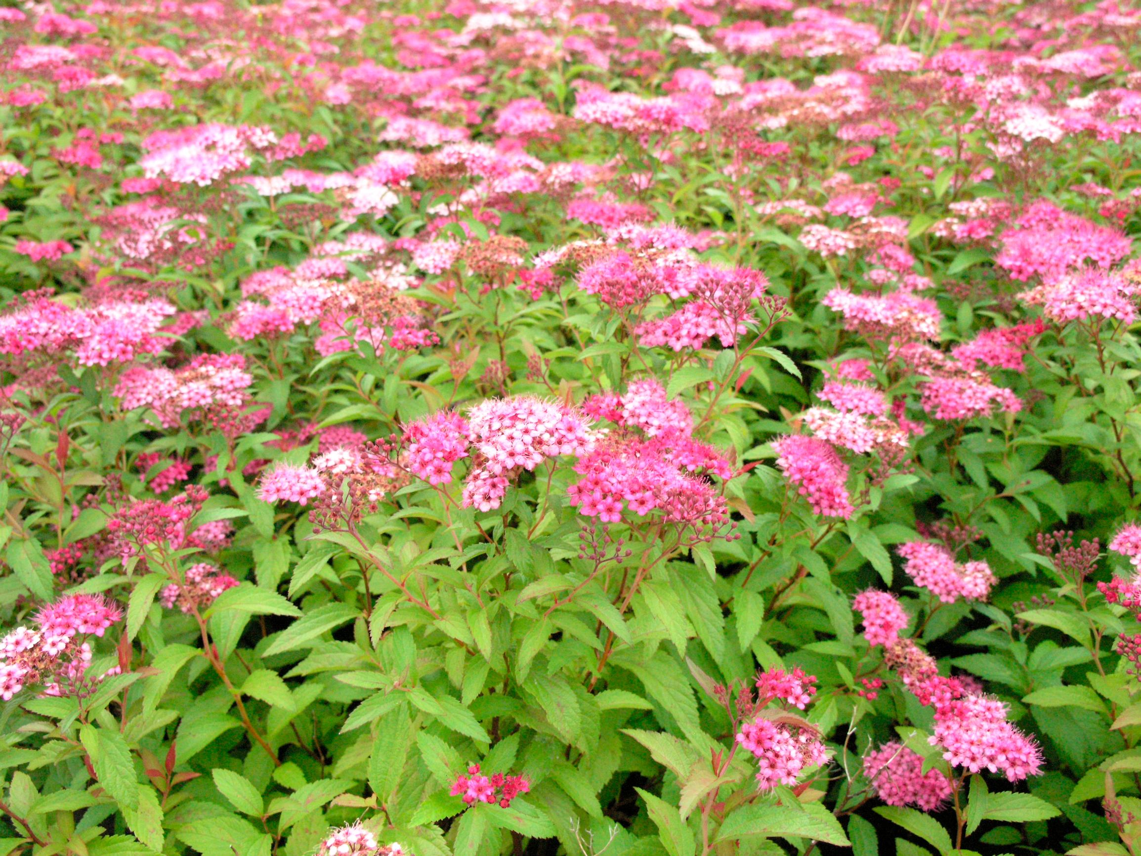 Spirea shrubs combine captivating blooms and easy care—pick the perfect variety for your garden
