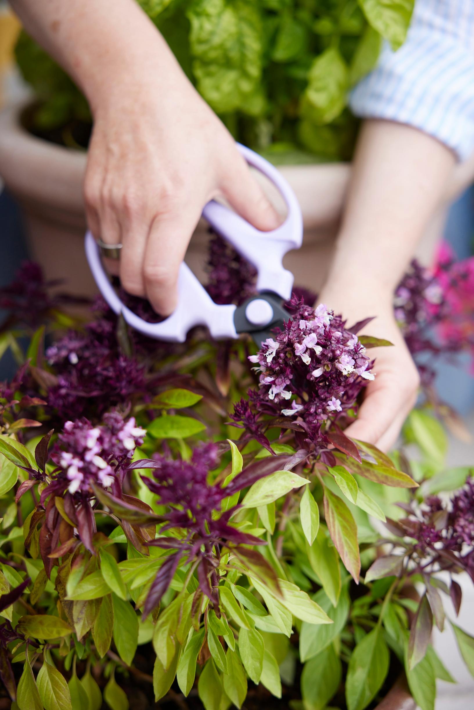 Thai basil being cut with garden shears.