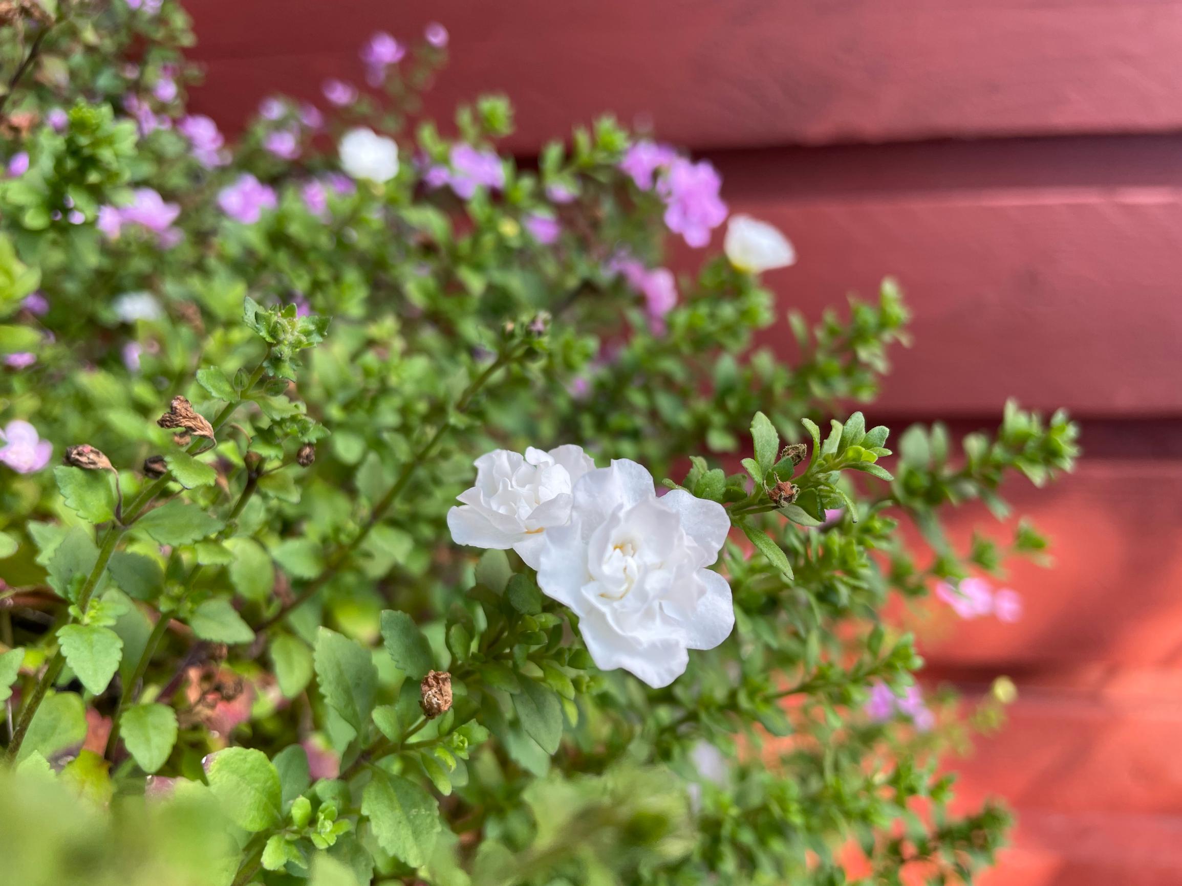 double bacopa