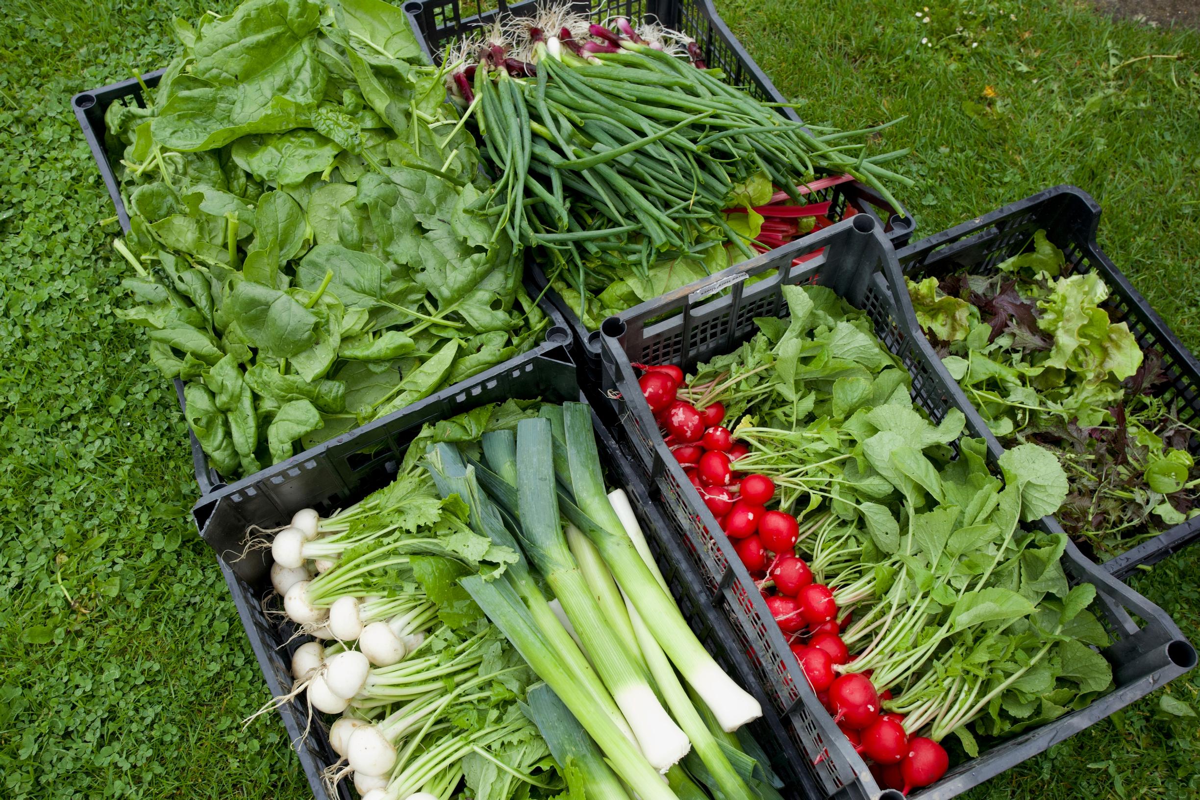 Charles grows vegetables on a small scale for sale
