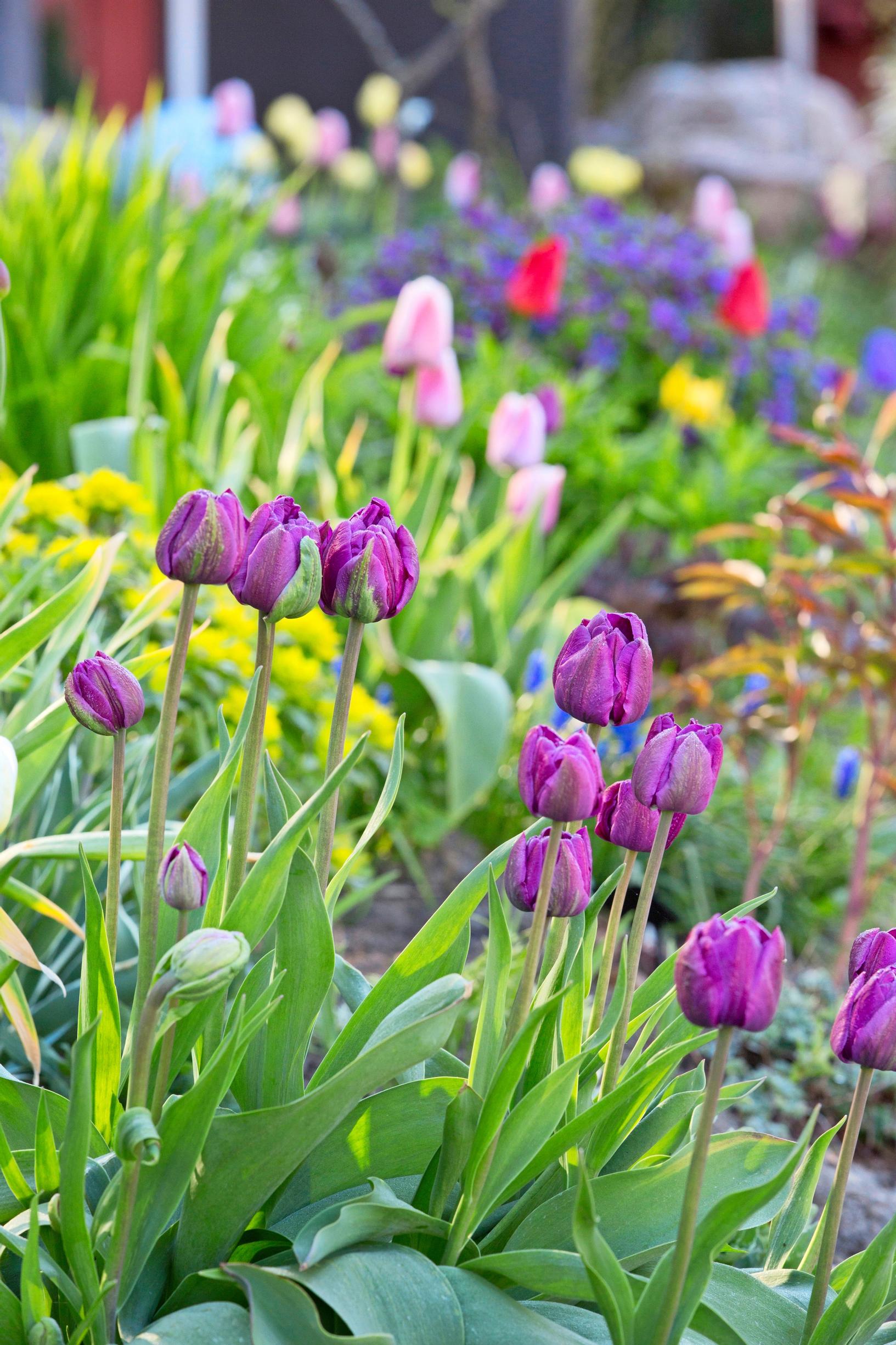 tulip facts