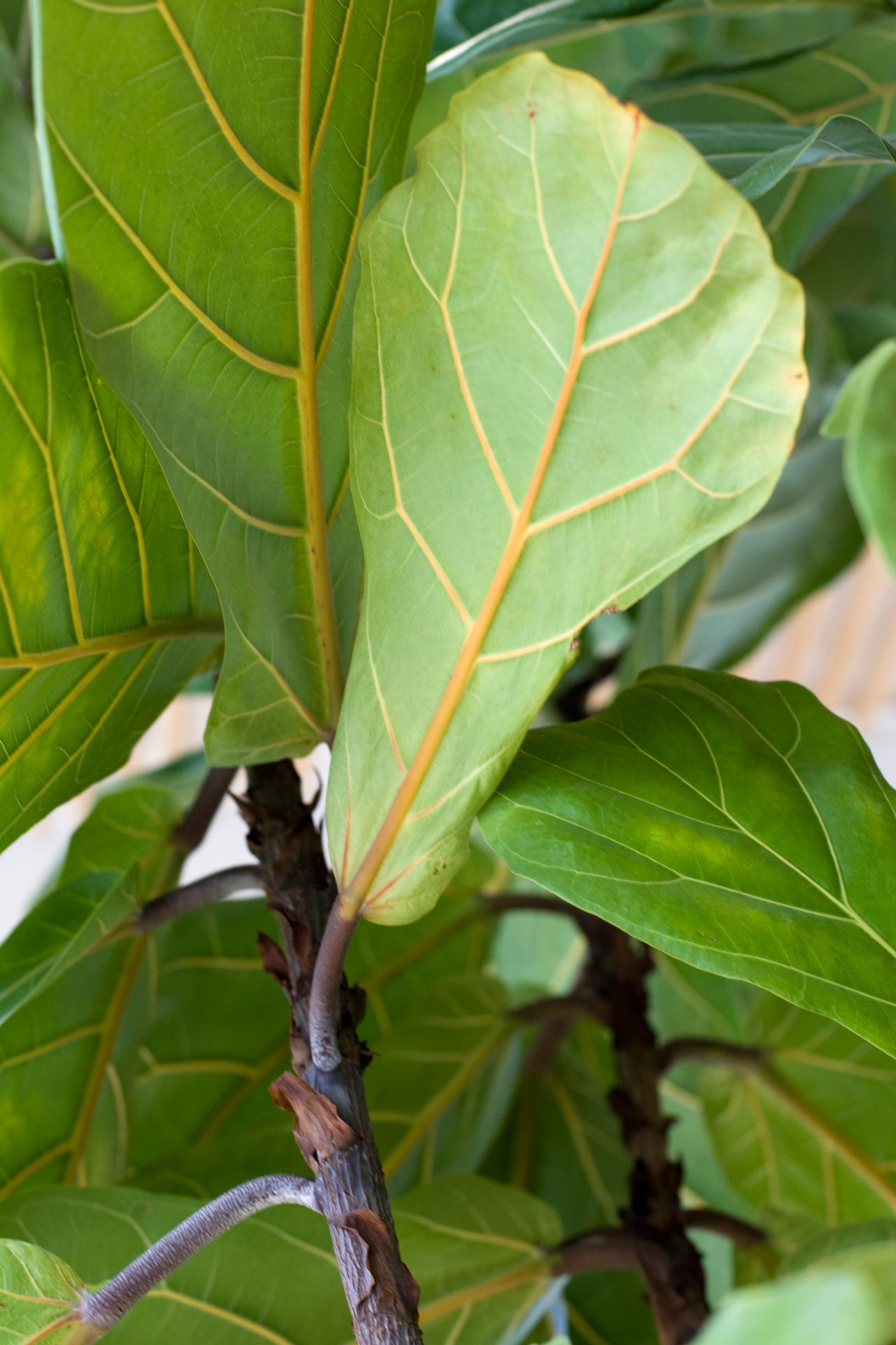 Ficus plant care