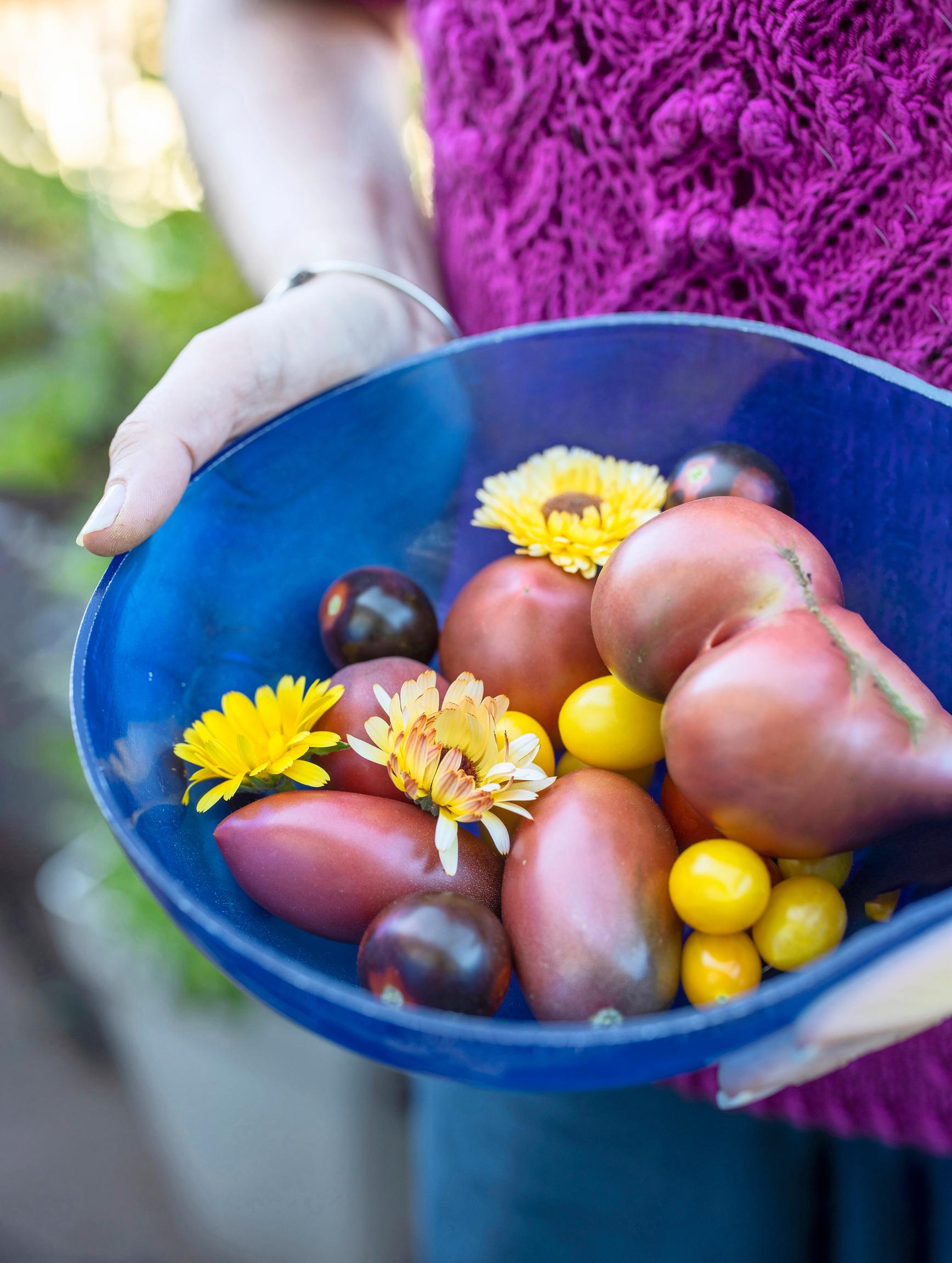 Balcony garden: Various tomatoes in a bowl