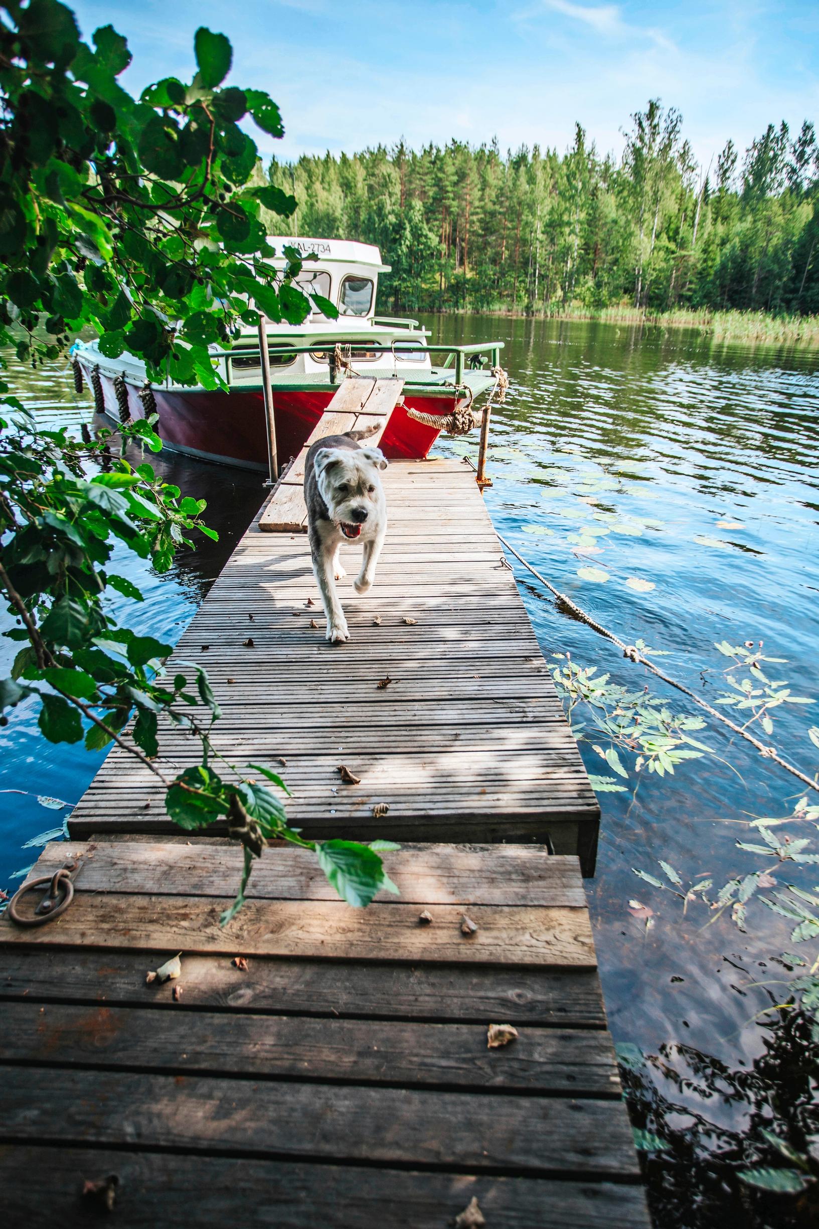 Dog on the pier