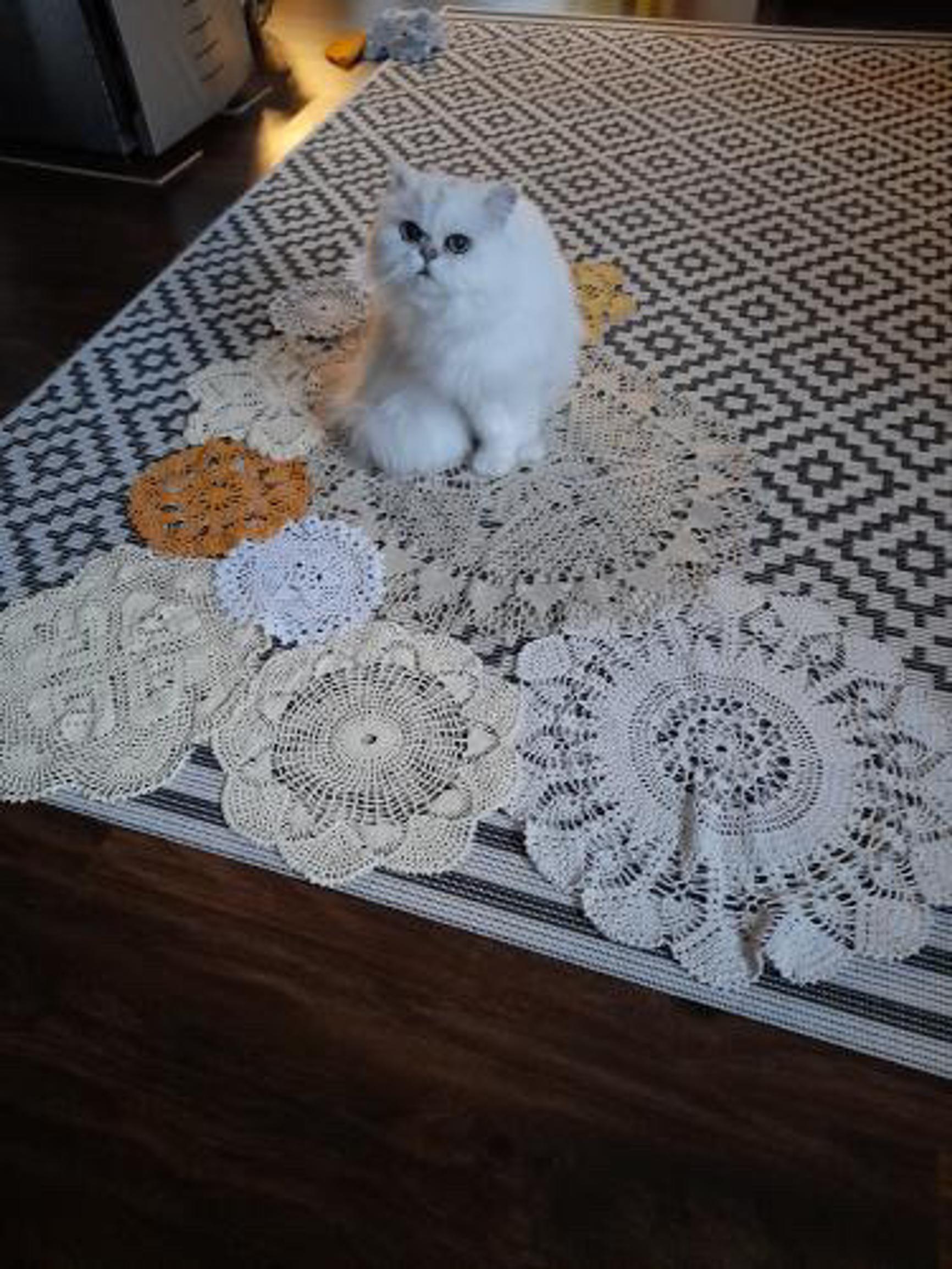 A cat and an unfinished curtain on the table.