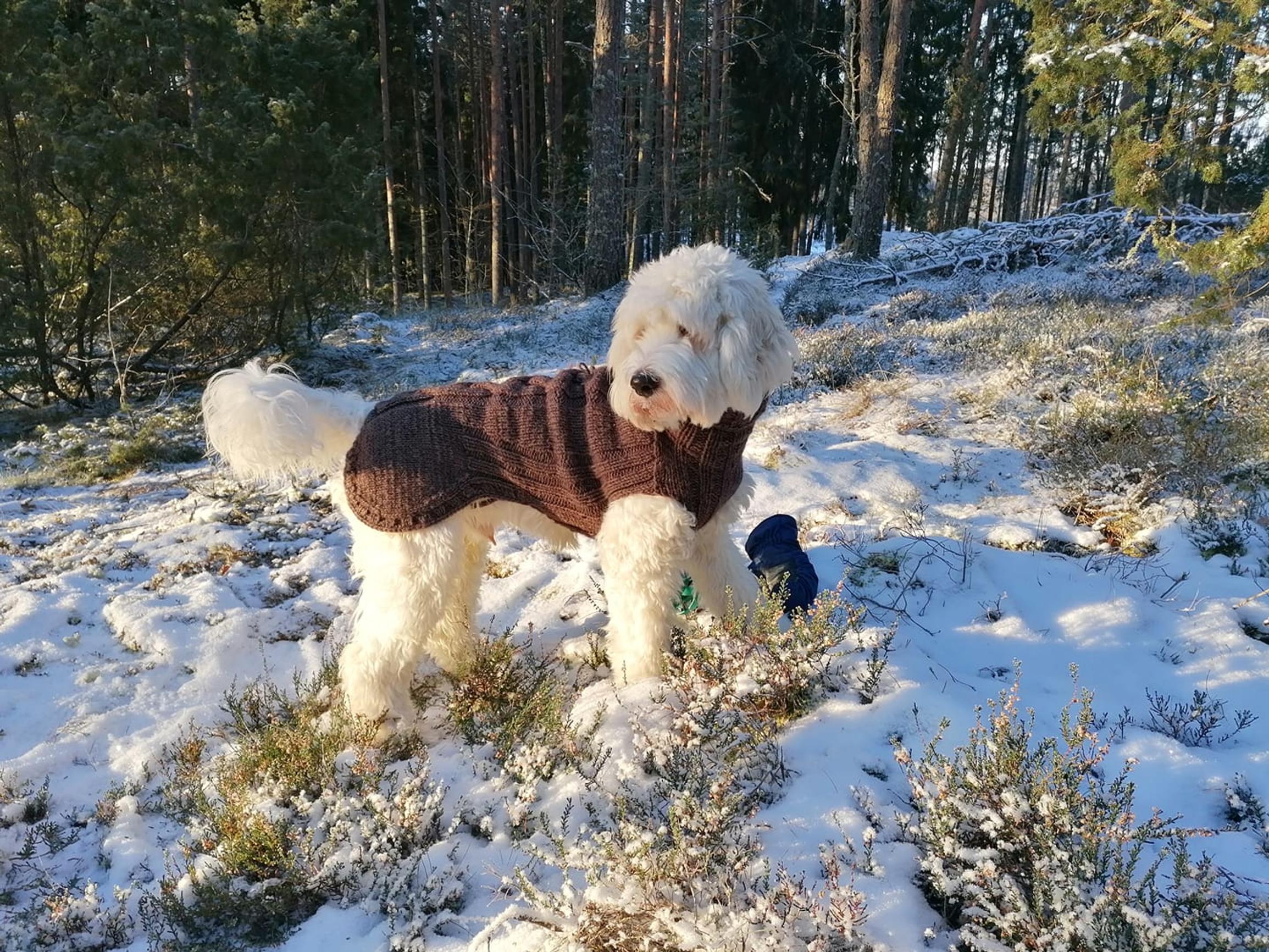A white Australian Labradoodle dressed in a brown winter outfit.