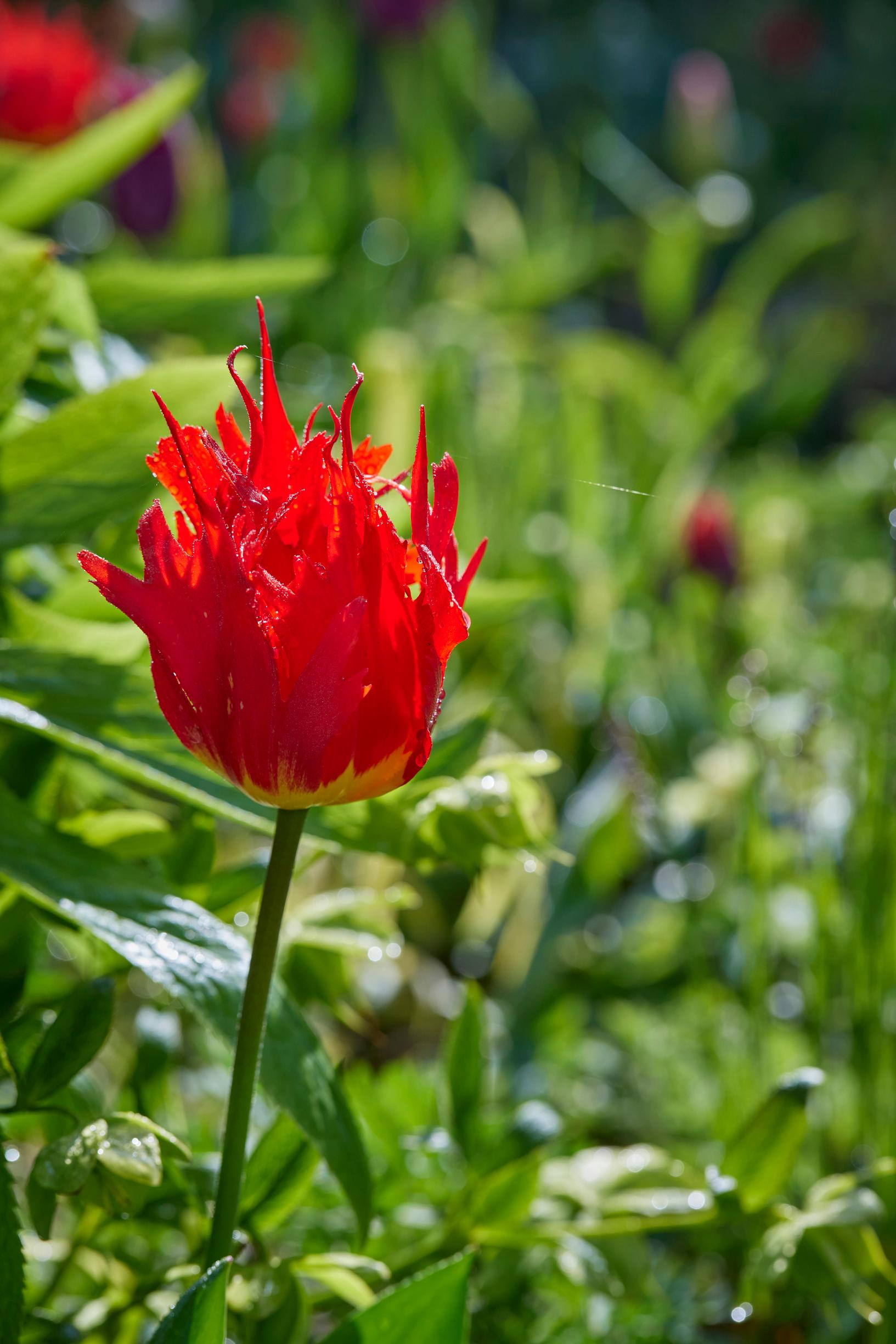 Jacqueline van der Kloet’s garden
