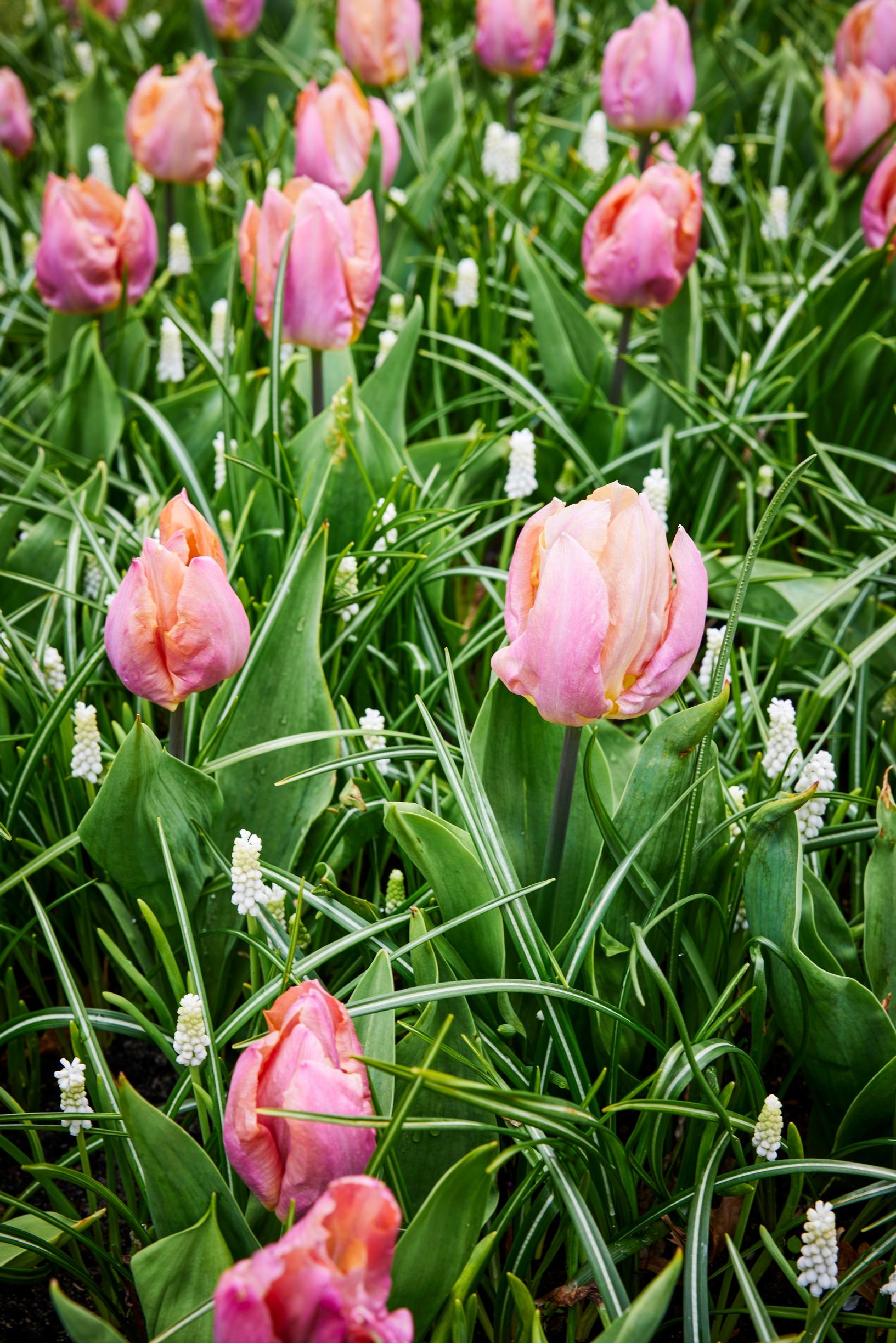 Bulb lasagna planting in the ground