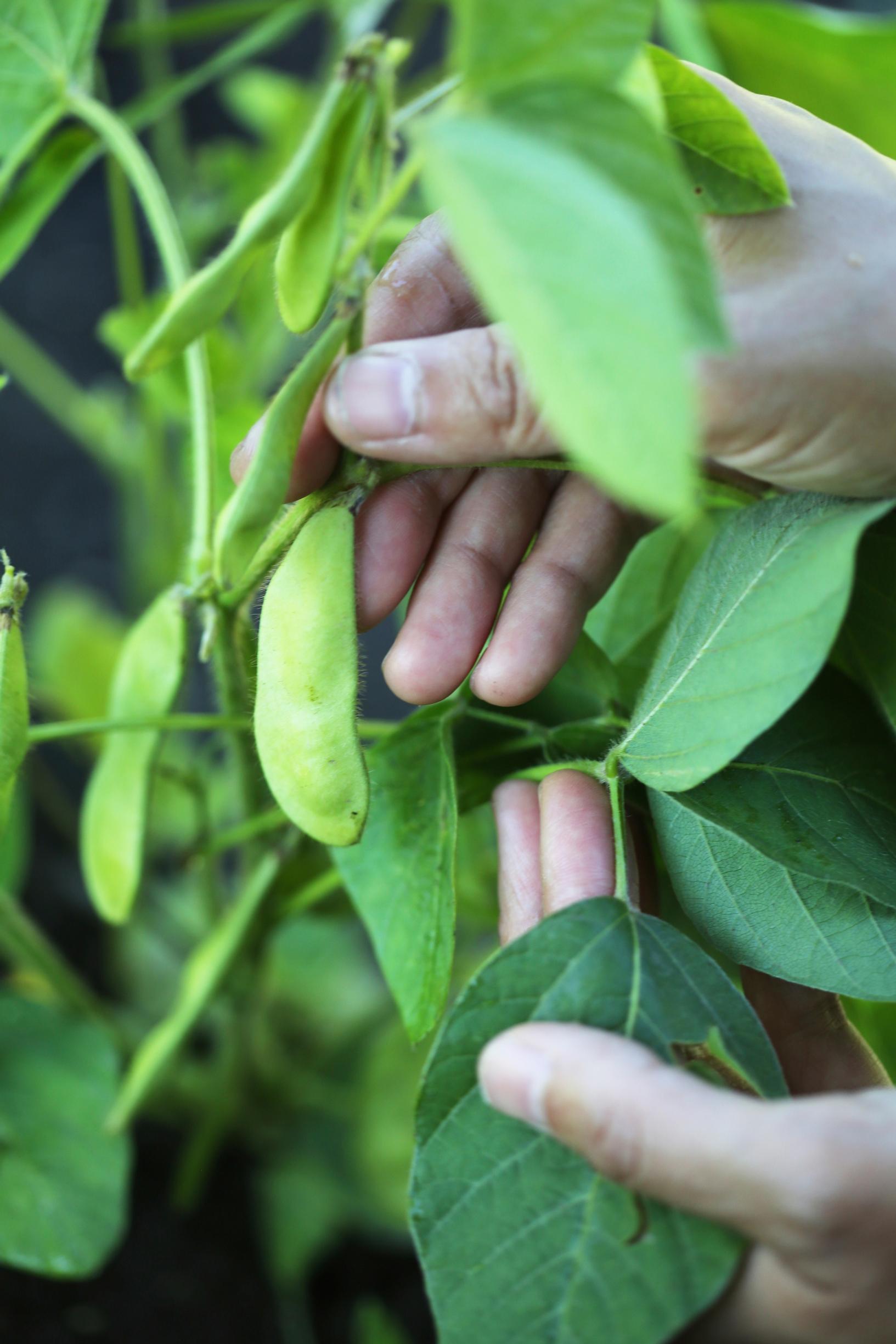 Kanako harvesting edamame beans from her allotment