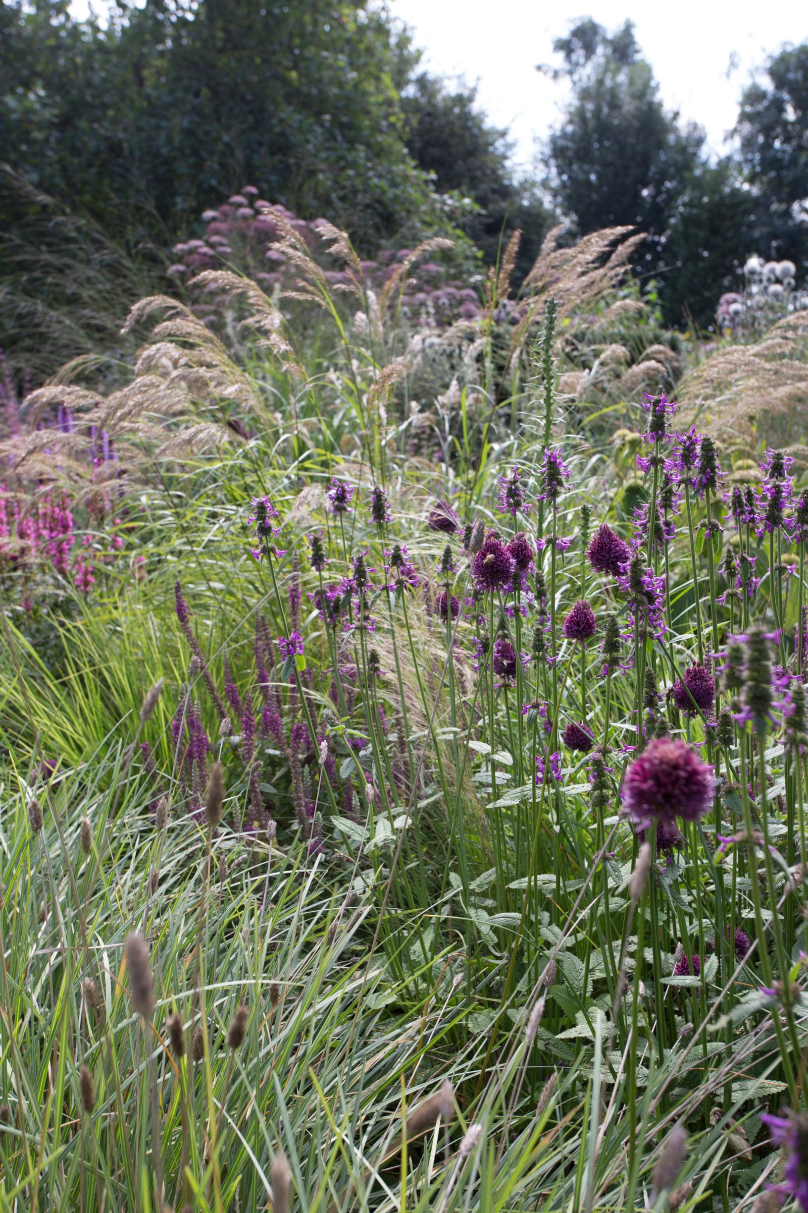 Drumstick allium and ornamental grasses