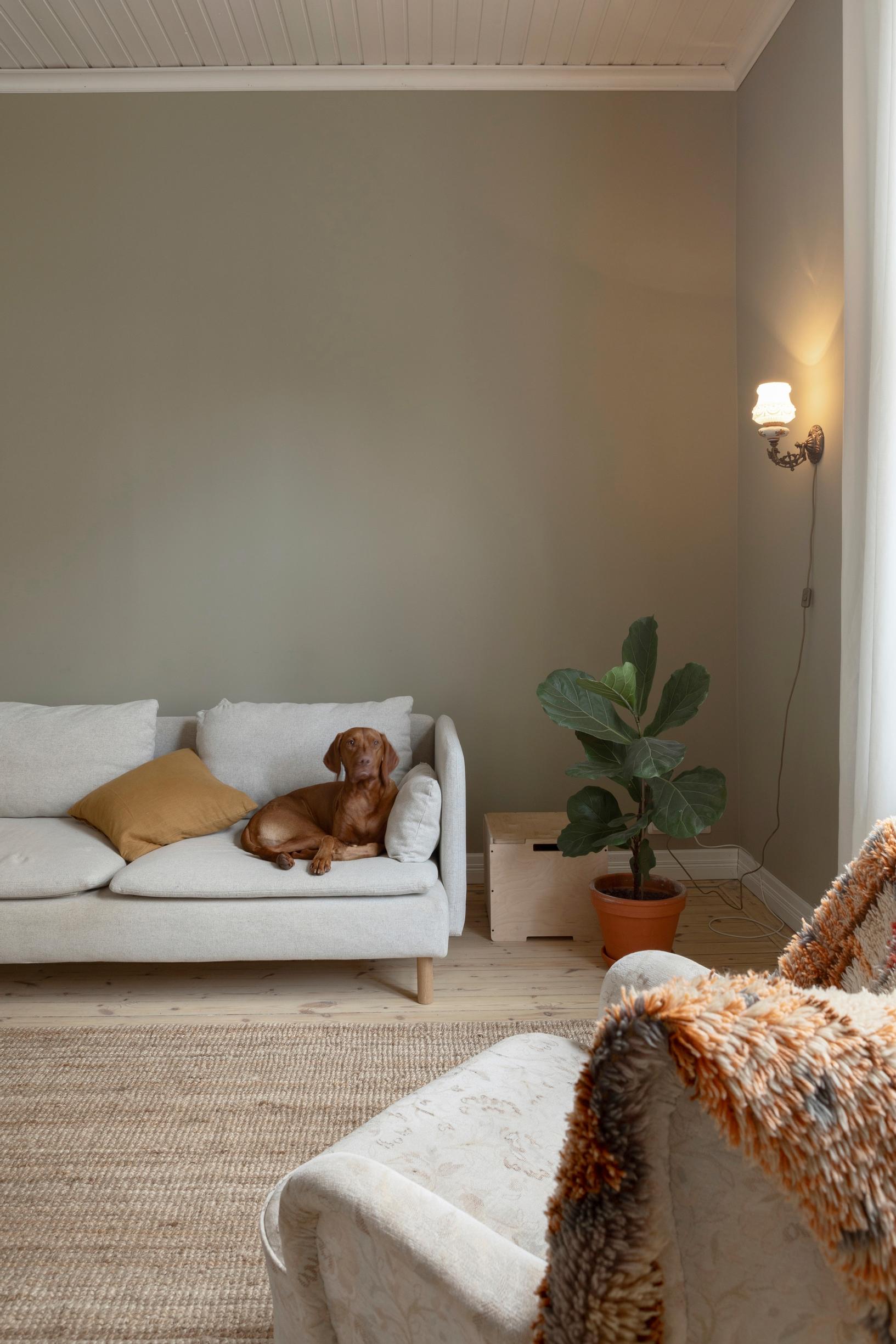Pave the dog on an Ikea sofa.
