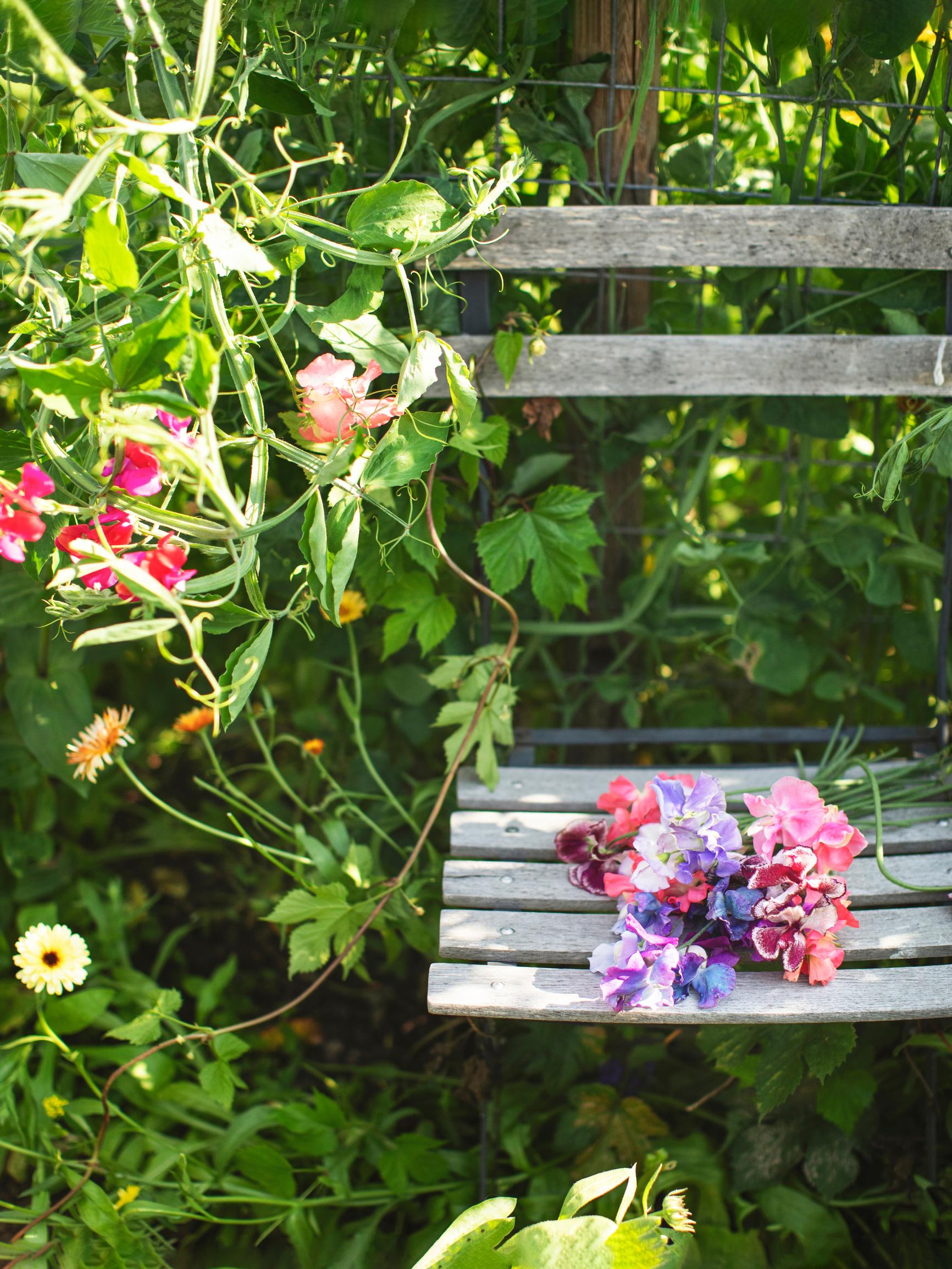 Sweet peas